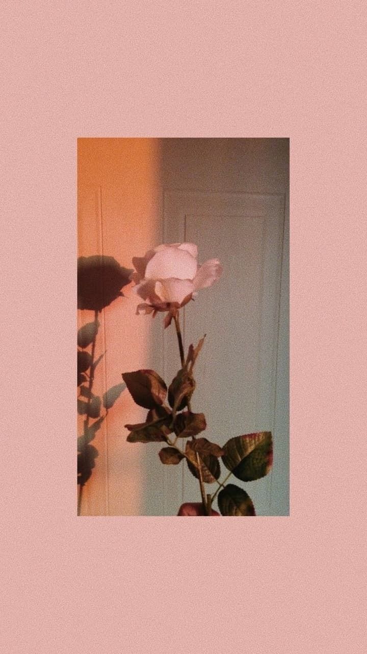 Rose, Bilderrahmen, Lachsrosa, Minimalismus, HD, Handy-Hintergrund im Hochformat