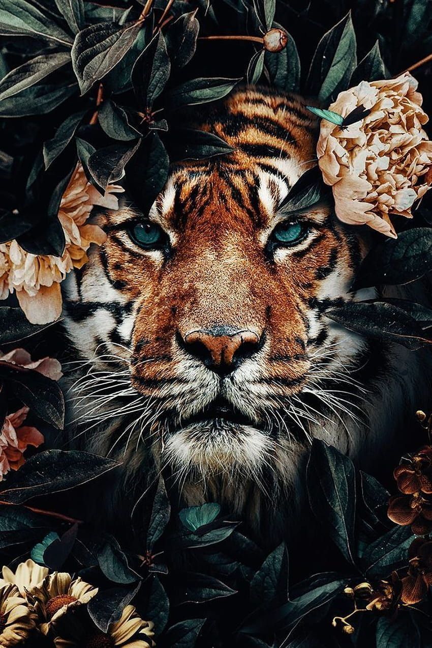 Tiger, Pfingstrosen, Blätter, Dunkel, Raubkatze, Hintergrundbild für iPad und Tablet