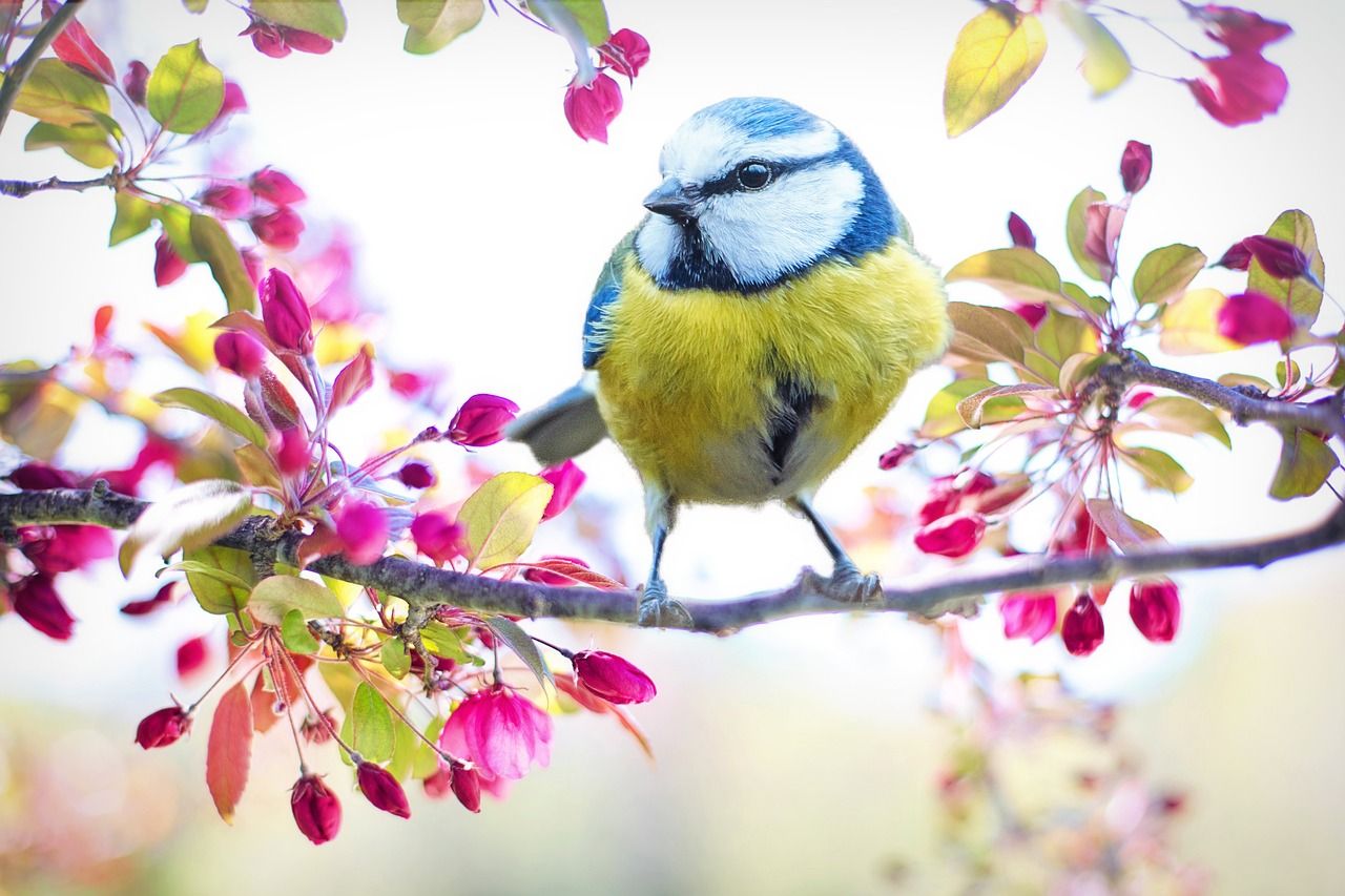 Blaumeise, Vogel, Apfelblüte, Zweig, Frühling, Rosa Blüten, HD, Laptop-Hintergrundbild