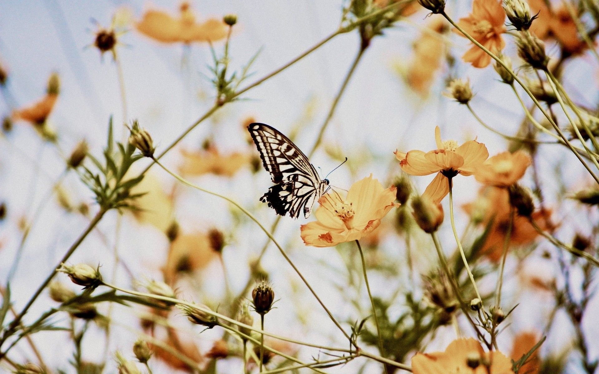 Schwalbenschwanz, Schmetterling, Wildblumen, Kosmeen, Sonnenlicht, Full HD, Breitbild-Hintergrundbild