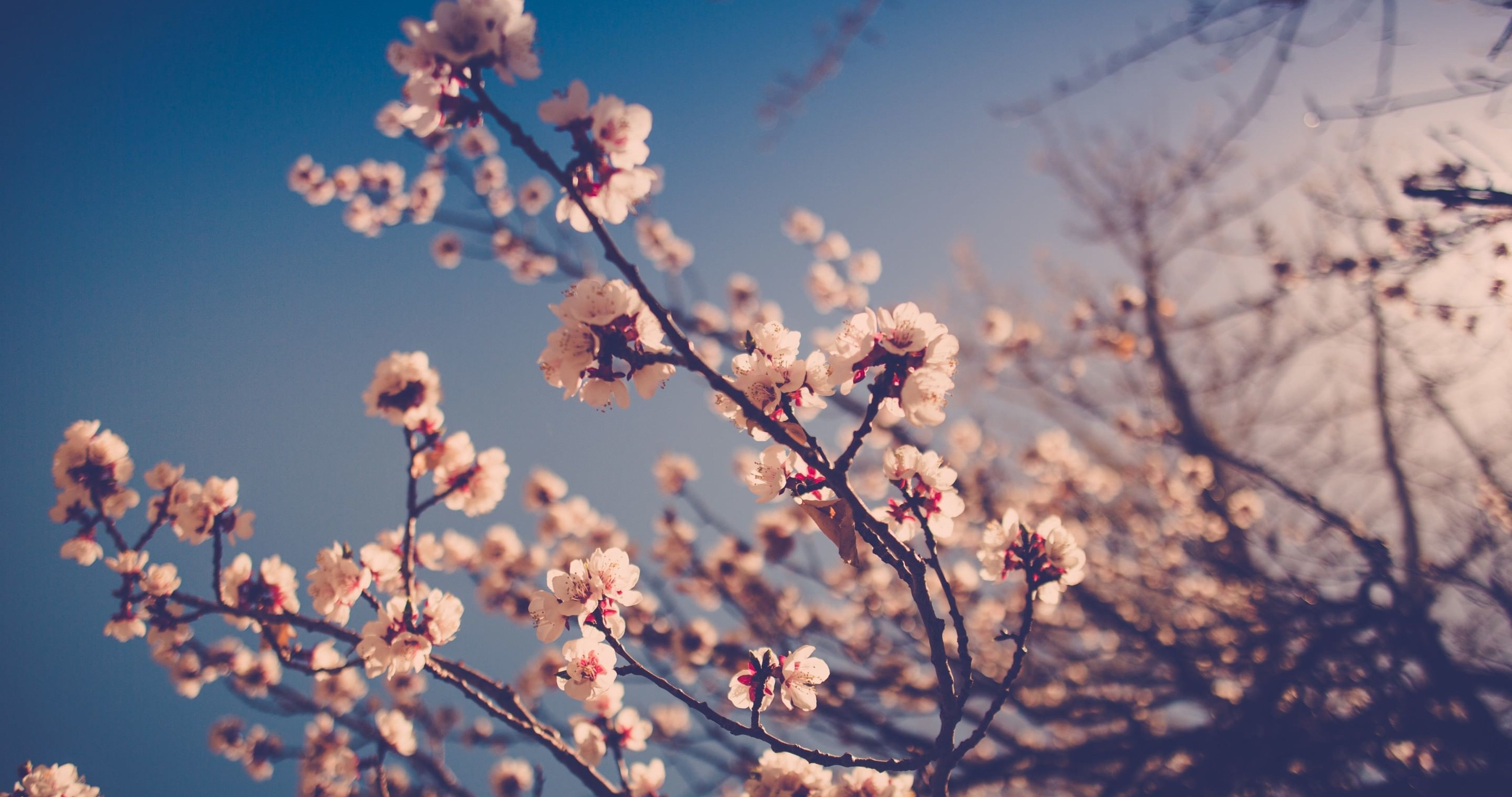 Kirschblüten, Zweige, Blauer Himmel, Frühling, Sonnenuntergang, 4K-Hintergrundbild für PC