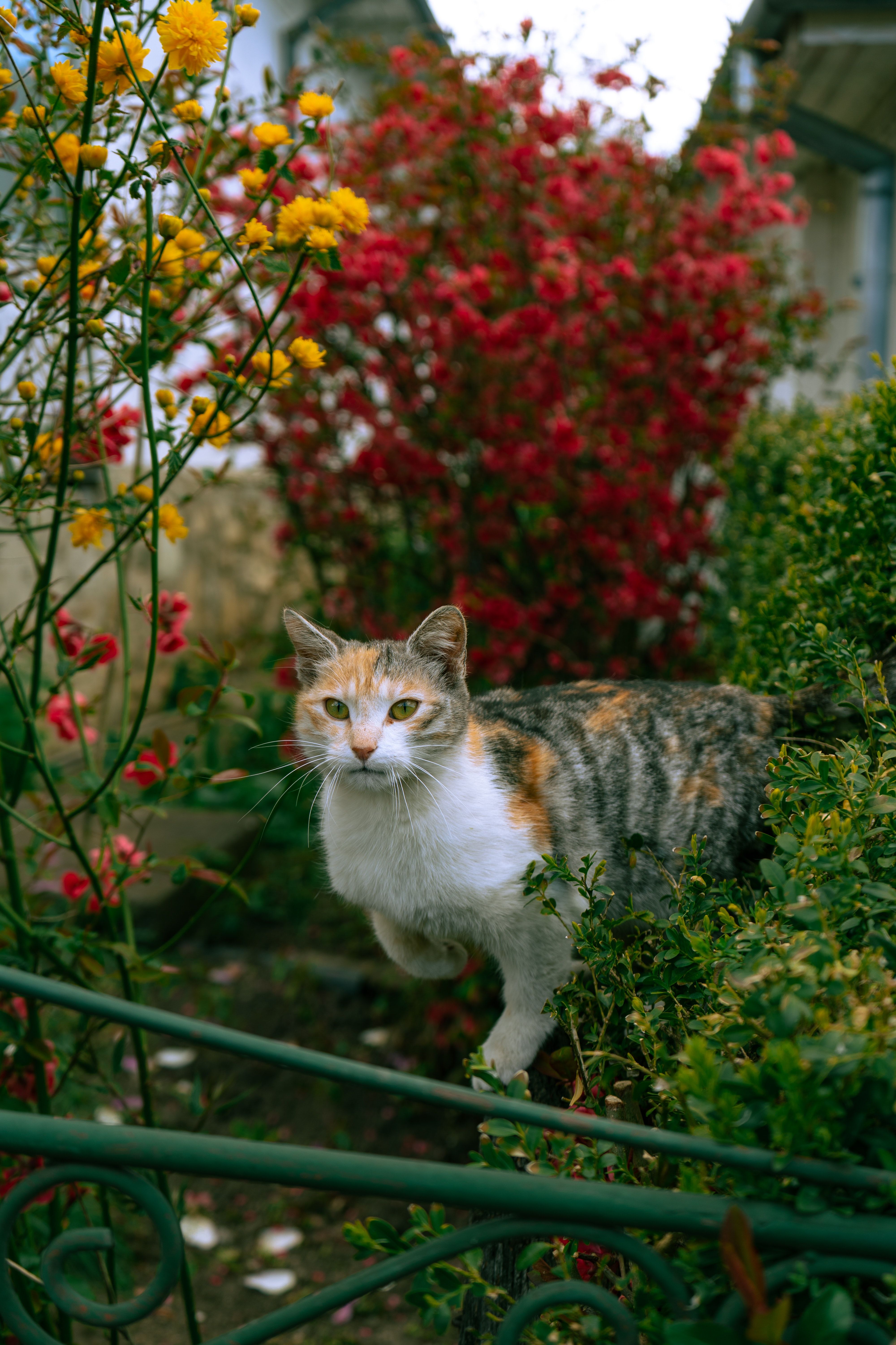 Katze, Garten, Rote Blumen, Zaun, Grün, Hochformat, Hintergrundbild fürs Smartphone
