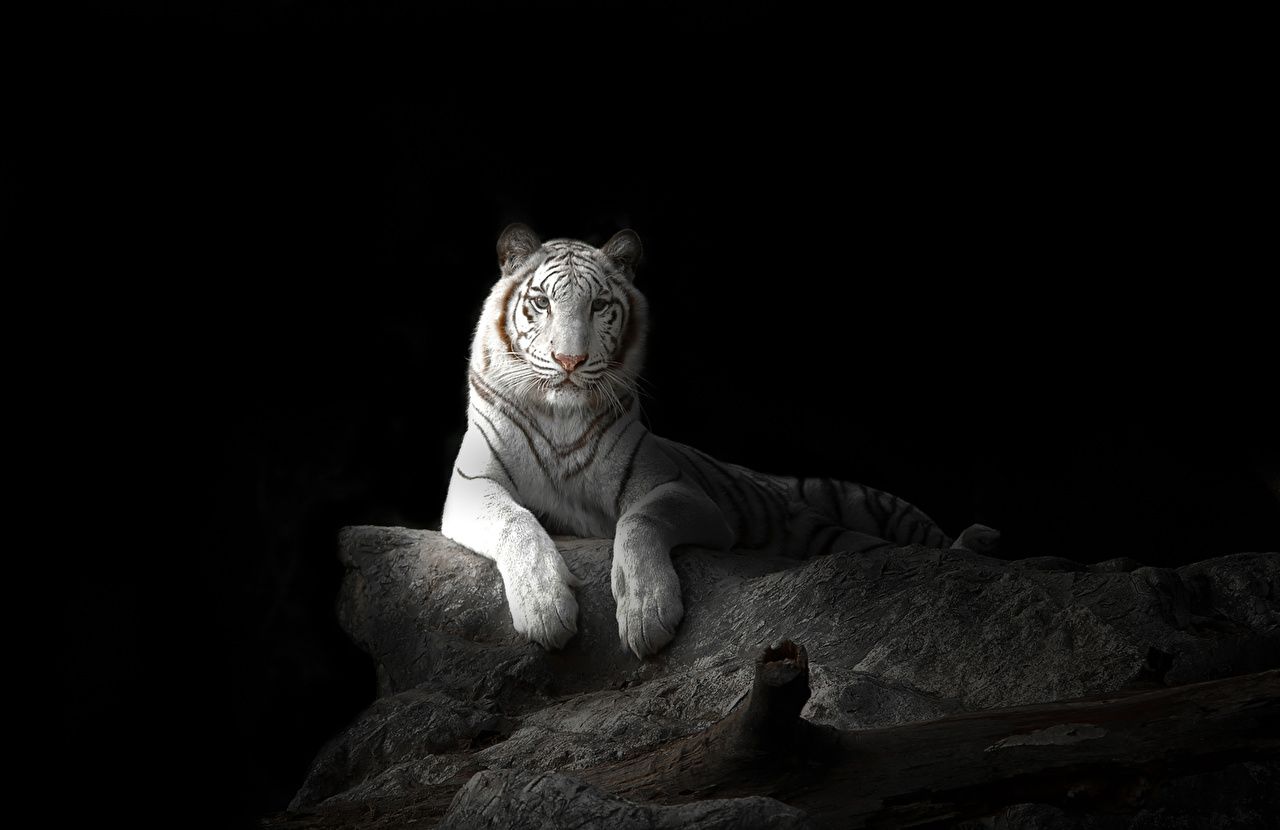 Weißer Tiger, Tiger, Felsen, Raubkatze, Dunkel, HD, Desktop-Hintergrund für Windows