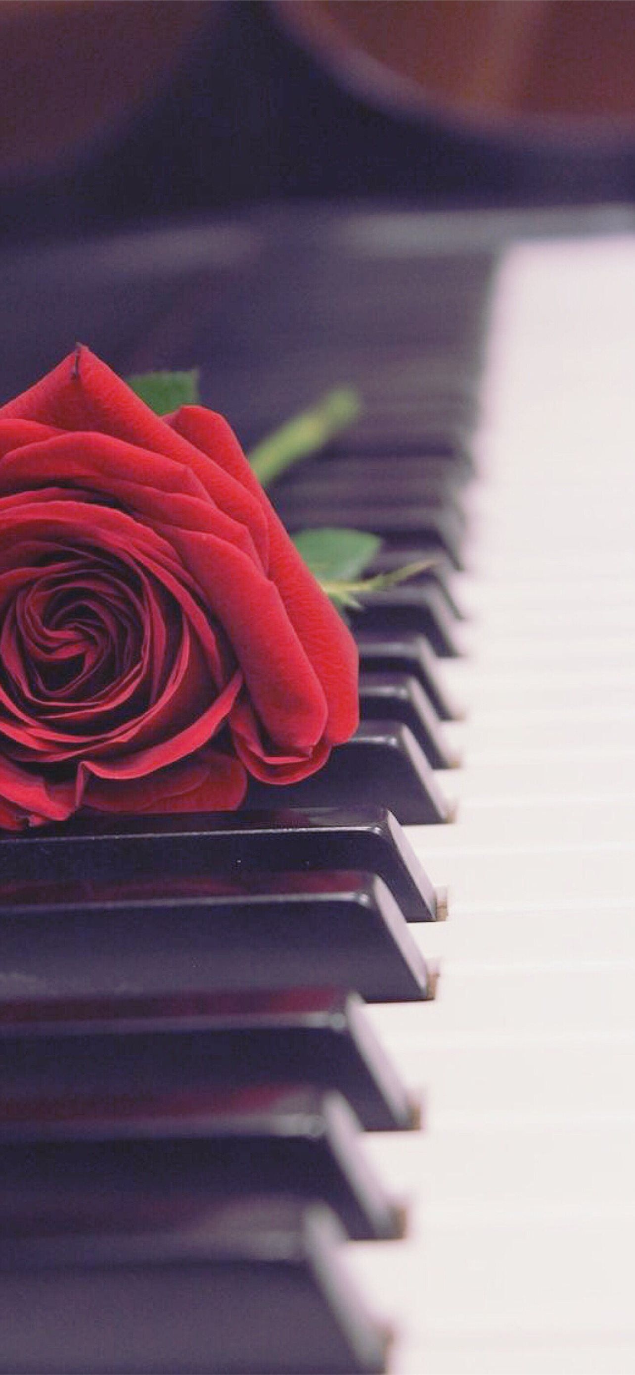 Rote Rose, Klaviertasten, Romantisch, Hochformat, Nahaufnahme, Android-Hintergrundbild