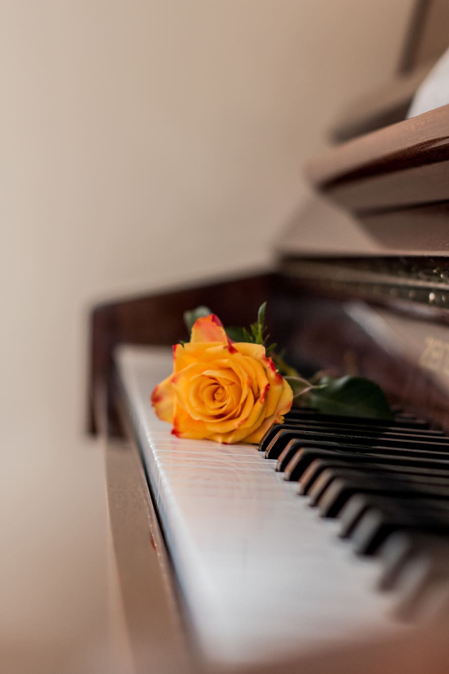 Orange Rose, Klaviertasten, Warmes Licht, Romantisch, HD, Handy-Hintergrund im Hochformat