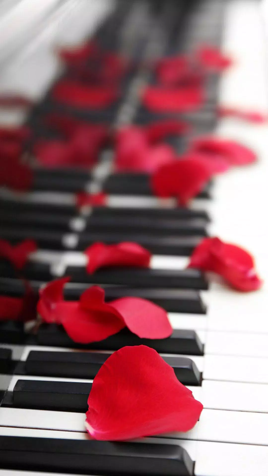 Rosenblätter, Klaviertasten, Rot, Romantisch, Valentinstag, 1080x1920, Handy-Hintergrund