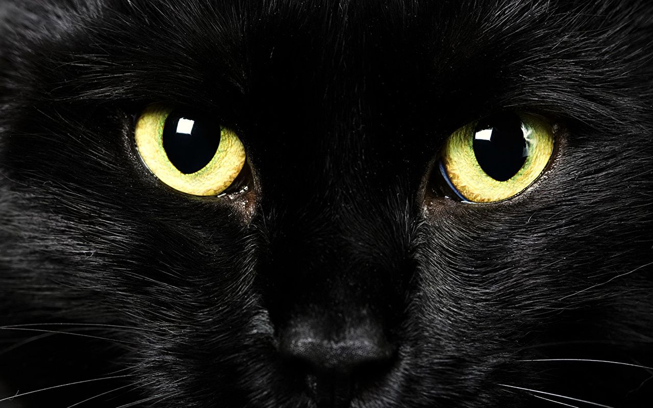 Schwarze Katze, Gelbe Augen, Nahaufnahme, Katzenaugen, HD, Hintergrund für den Desktop