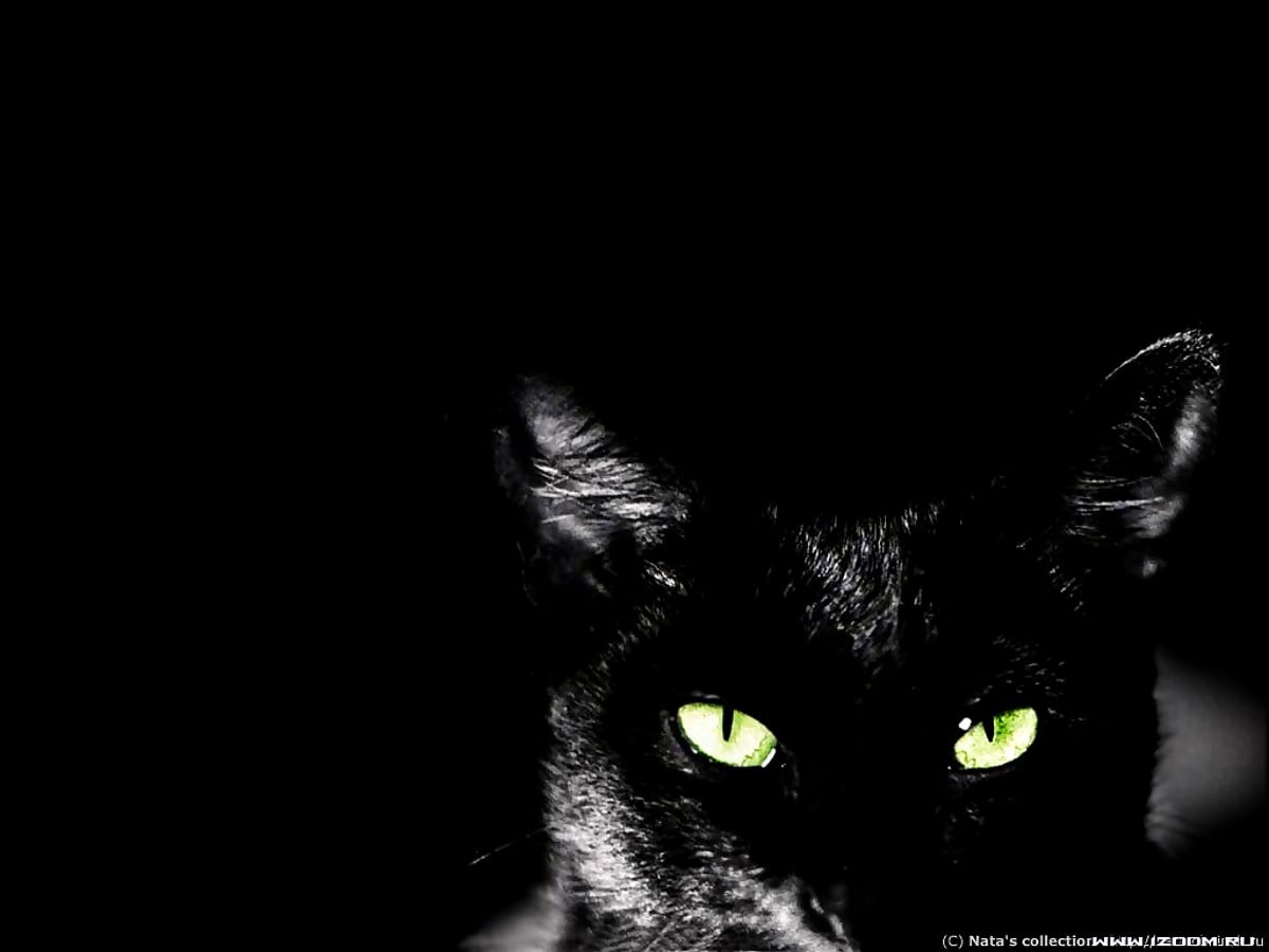 Schwarze Katze, Grüne Augen, Dunkel, Katze, Hintergrundbild für iPad und Tablet