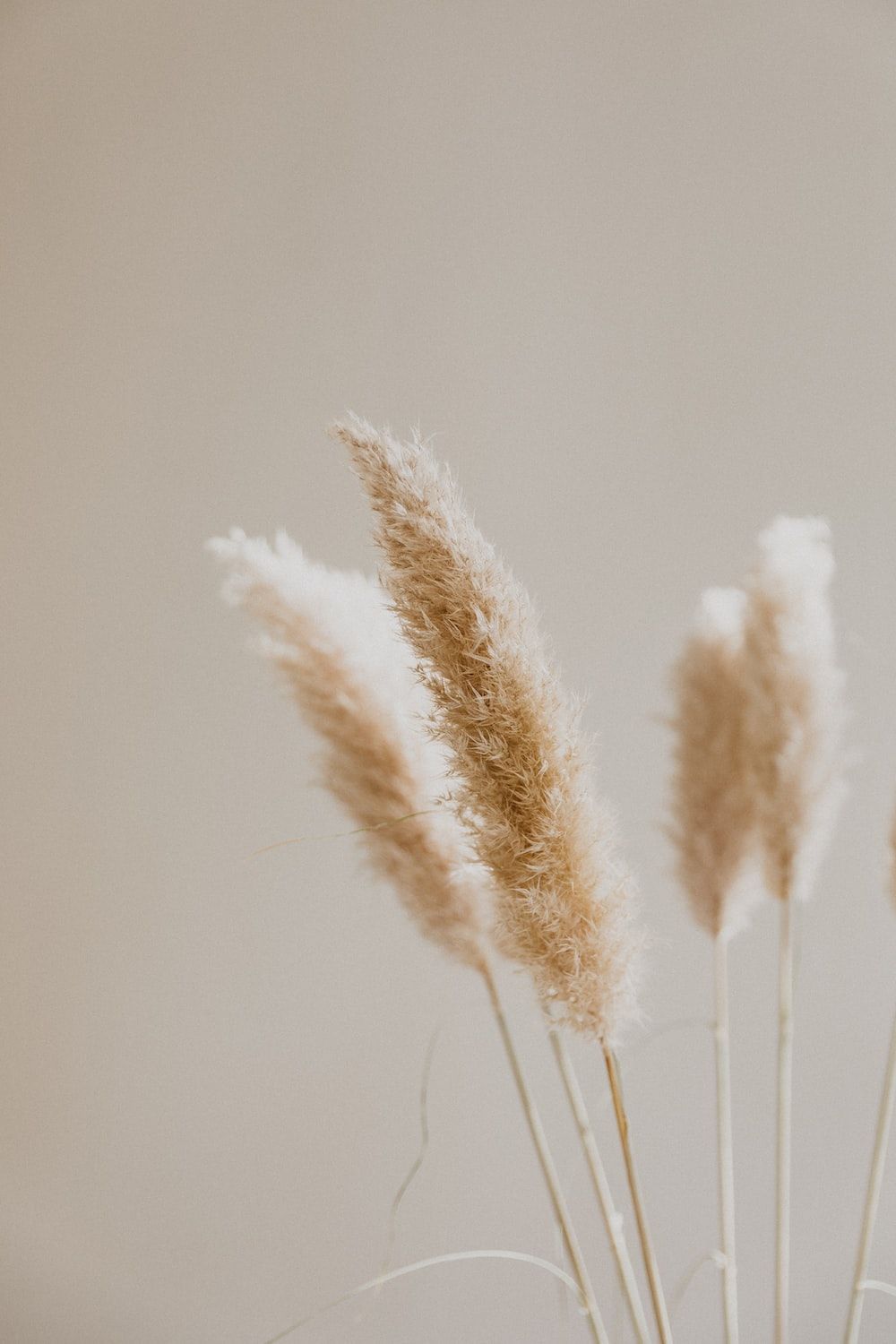 Pampasgras, Minimalistisch, Grau, Beige, HD, Hintergrundbild fürs Handy