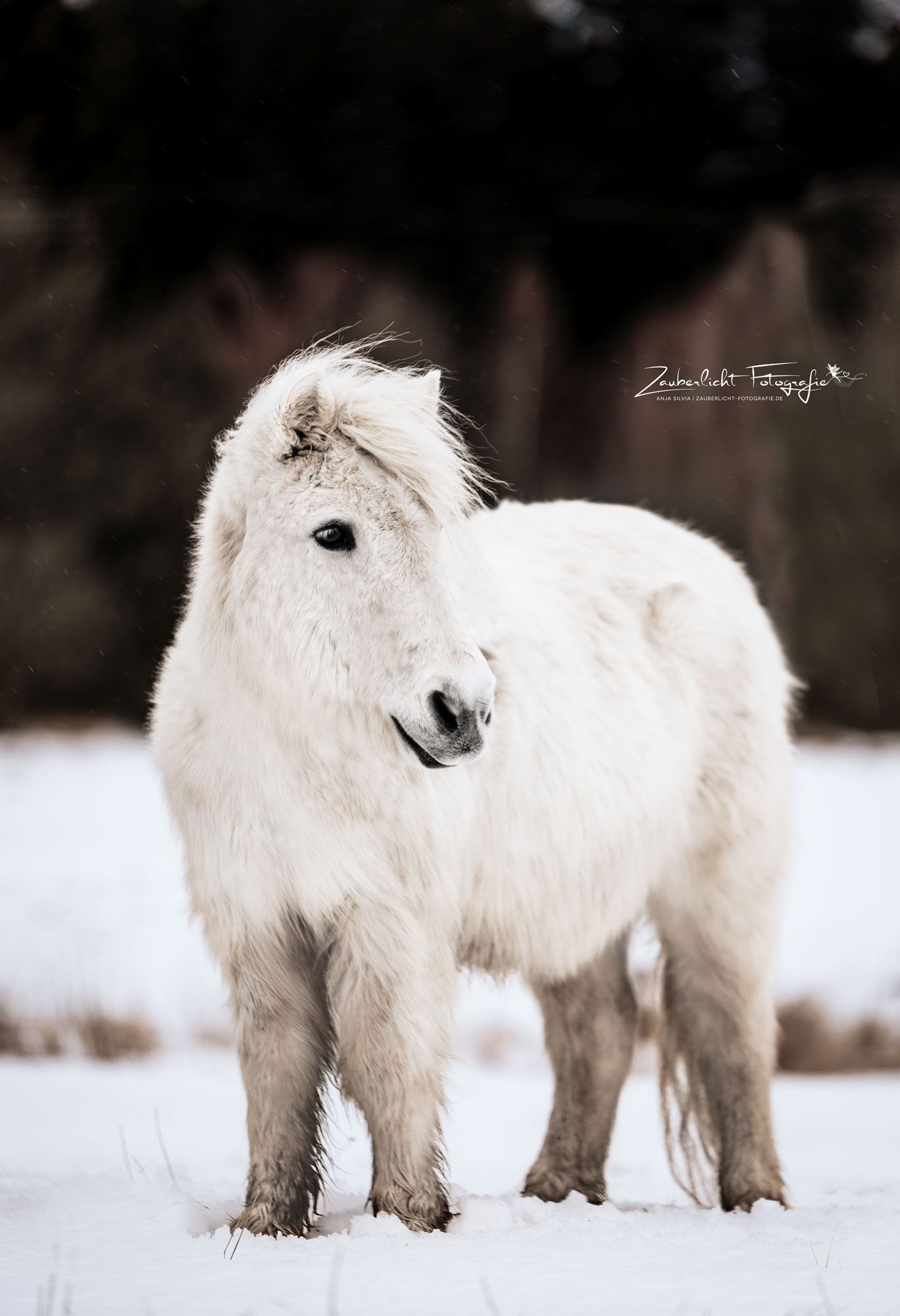 Schimmel, Pony, Schneelandschaft, Wald, Full HD, Hintergrundbild fürs Tablet