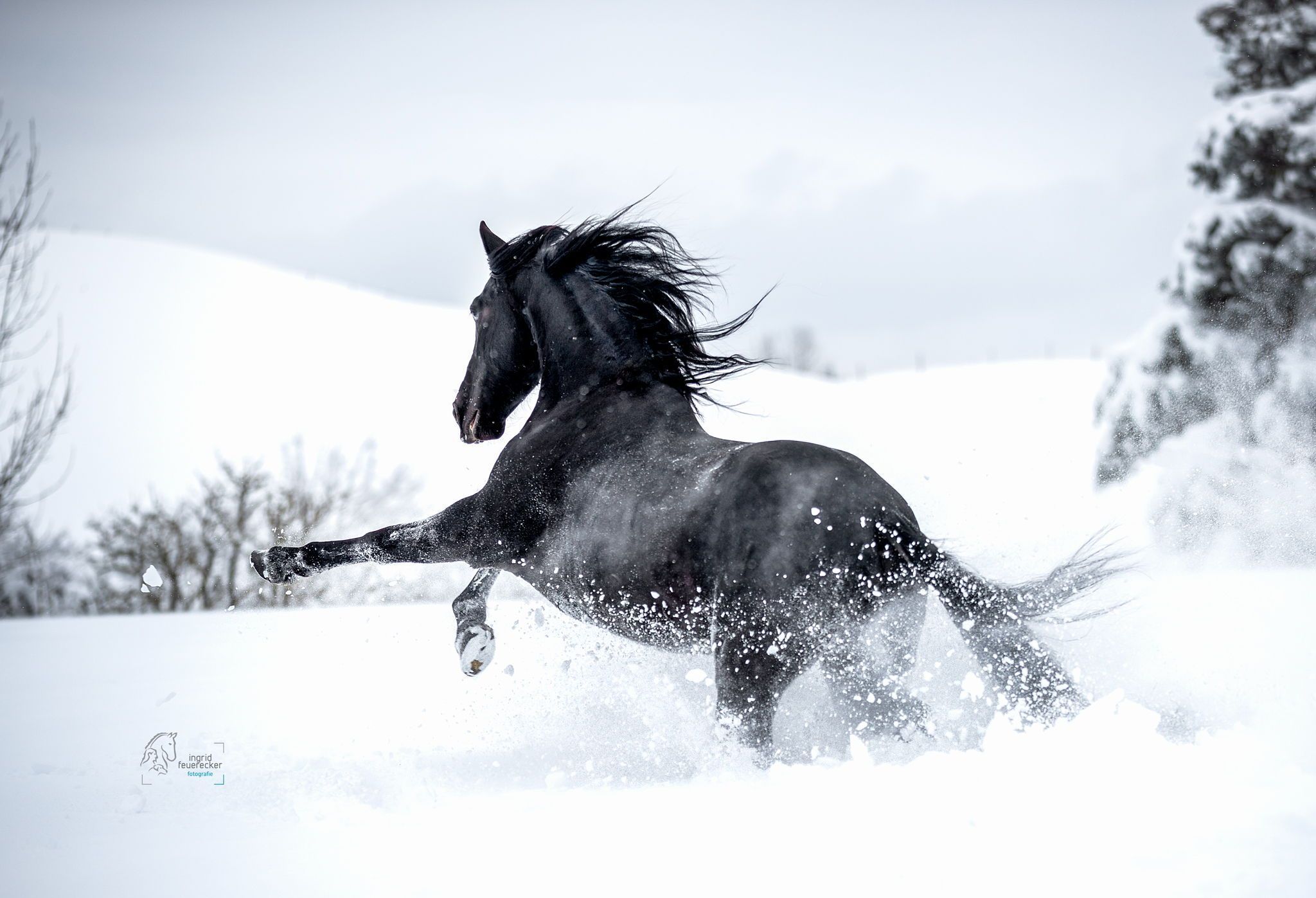 Rappe, Galopp, Wehende Mähne, Schneelandschaft, Full HD, Desktop-Hintergrund für Windows