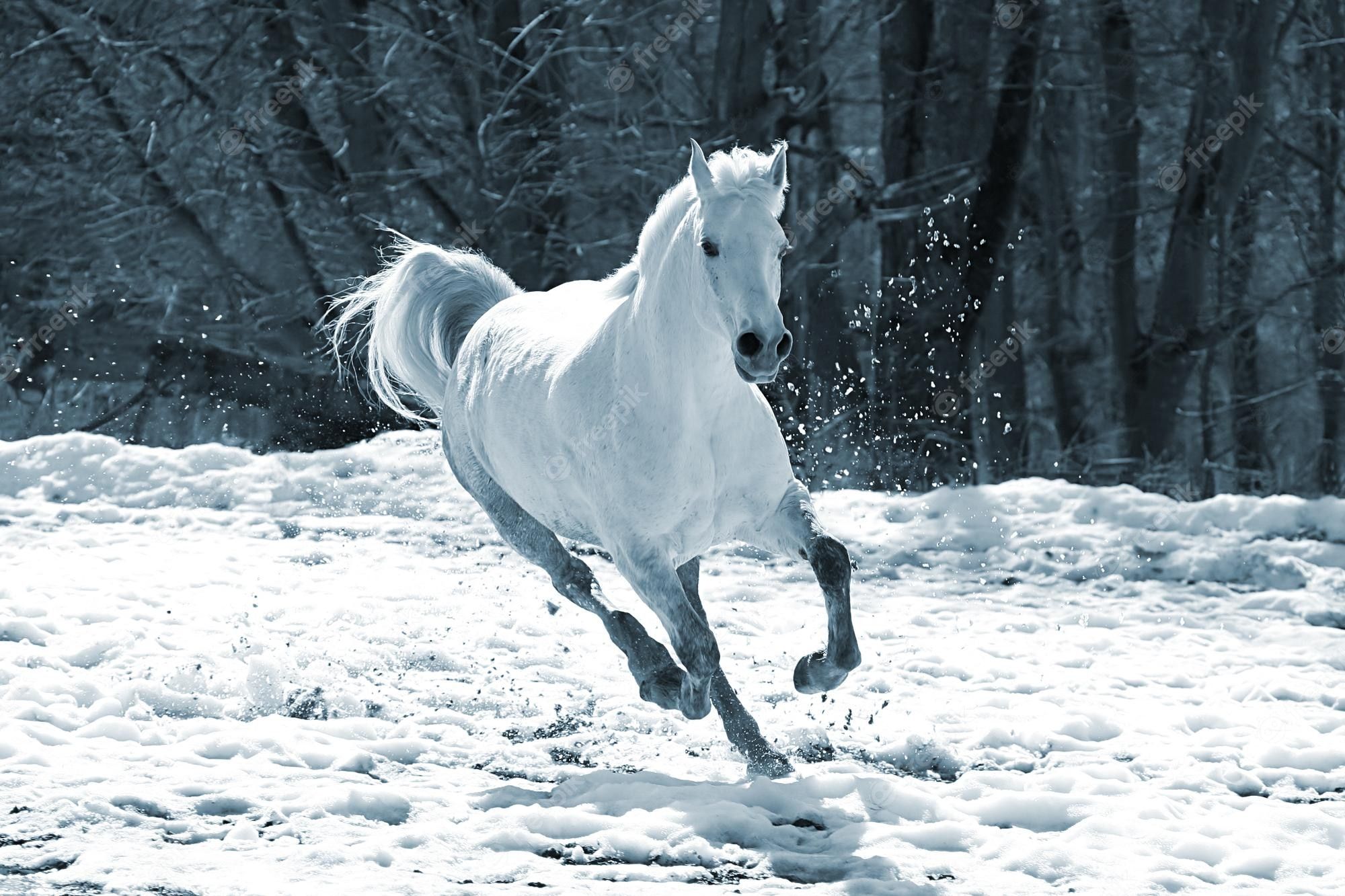 Schimmel, Galopp, Winter, Dunkler Wald, Full HD, Desktop-Hintergrund für Windows