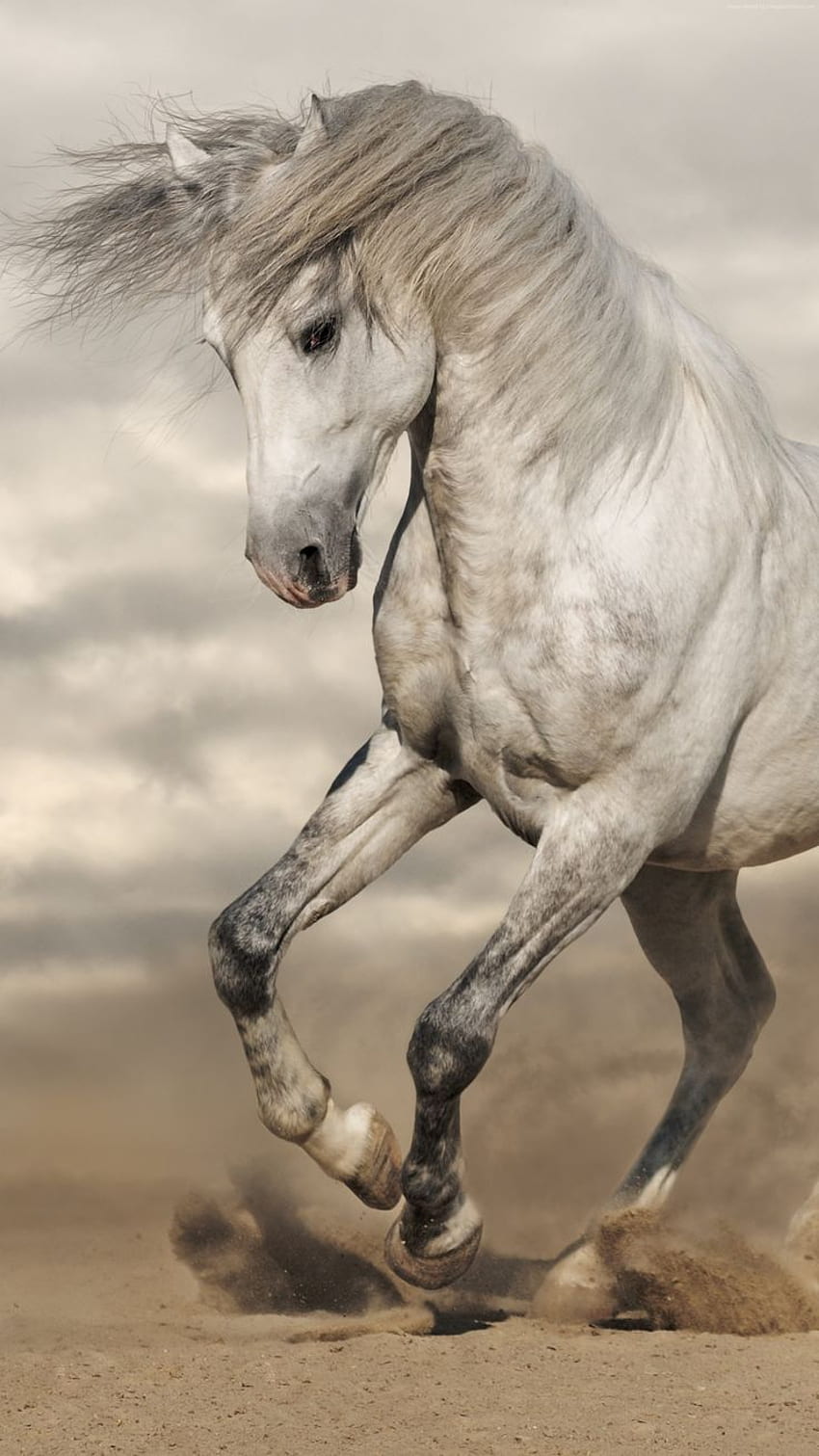 Schimmel, Andalusier, Aufbäumen, Sand, Wehende Mähne, HD, Hintergrundbild fürs Handy