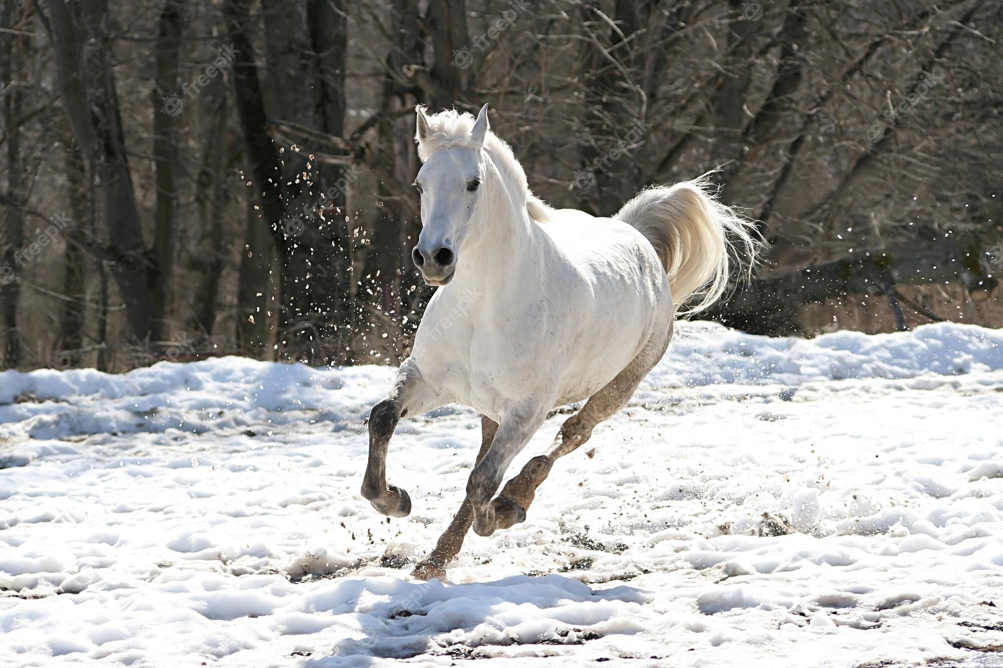 Schimmel, Araber, Galopp, Schnee, Wald, Full HD, Desktop-Hintergrund für Windows