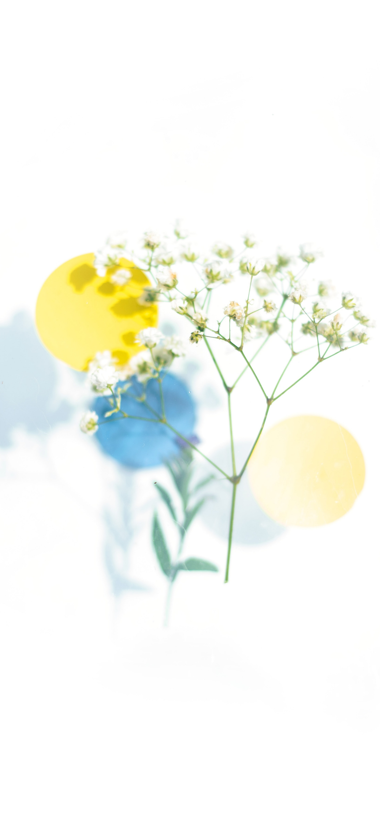 Wildblumen, Aquarell, Weißer Hintergrund, Gelb, Blau, Minimalismus, iPhone-18-Pro-Max-Wallpaper