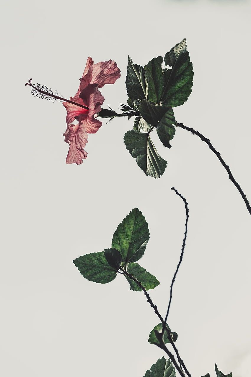 Hibiskus, Botanische Zeichnung, Blume, Heller Hintergrund, Sperrbildschirm fürs iPhone