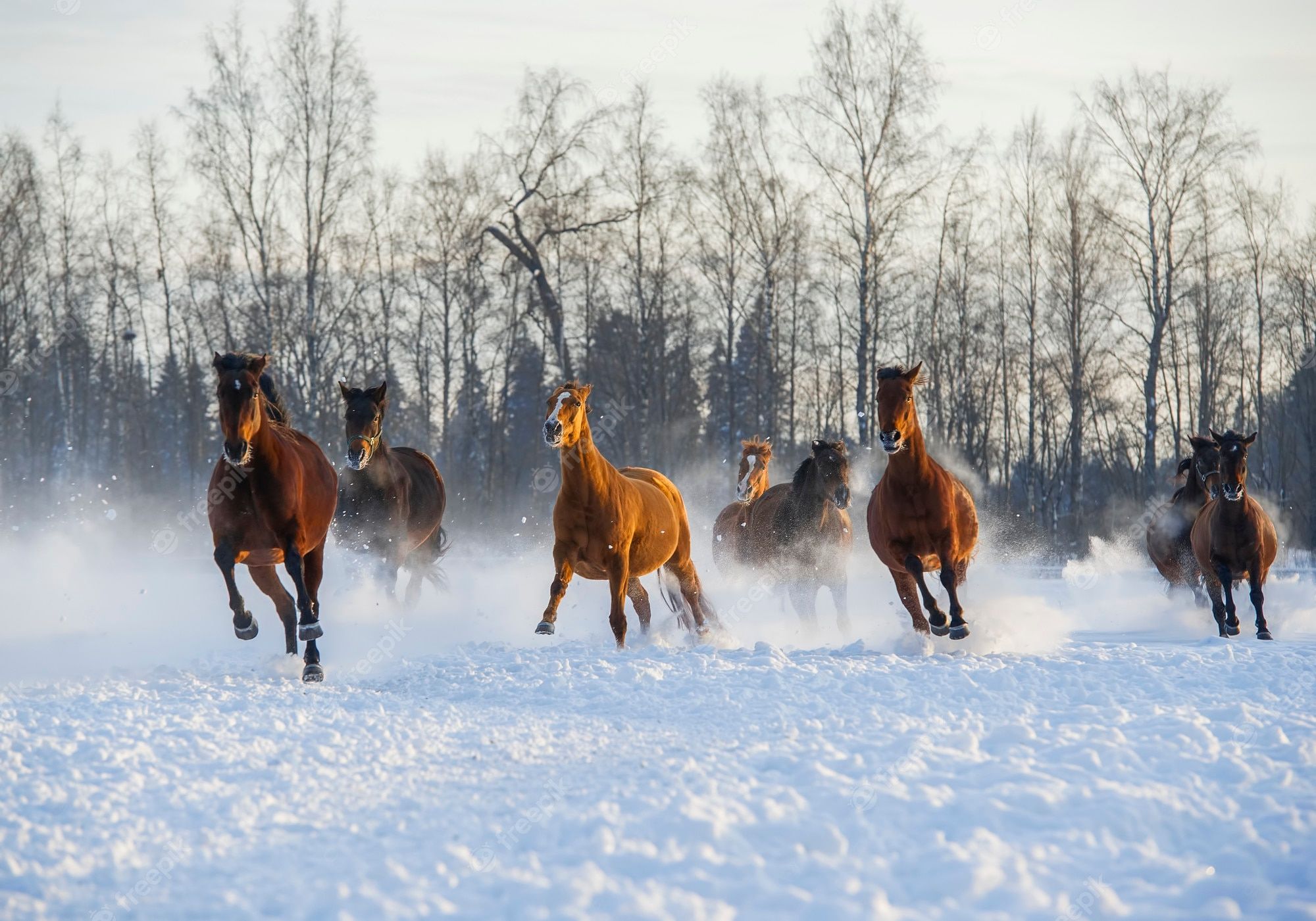 Pferdeherde, Braune, Galopp, Birken, Winter, Full HD, Desktop-Hintergrund für Windows