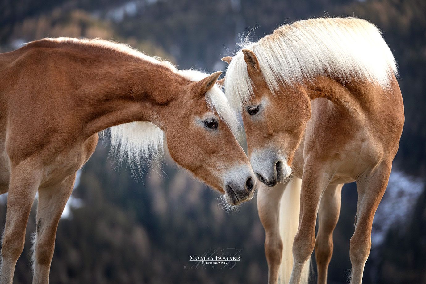 Haflinger, Zwei Pferde, Blonde Mähne, Zärtlichkeit, HD, Hintergrundbild für den PC