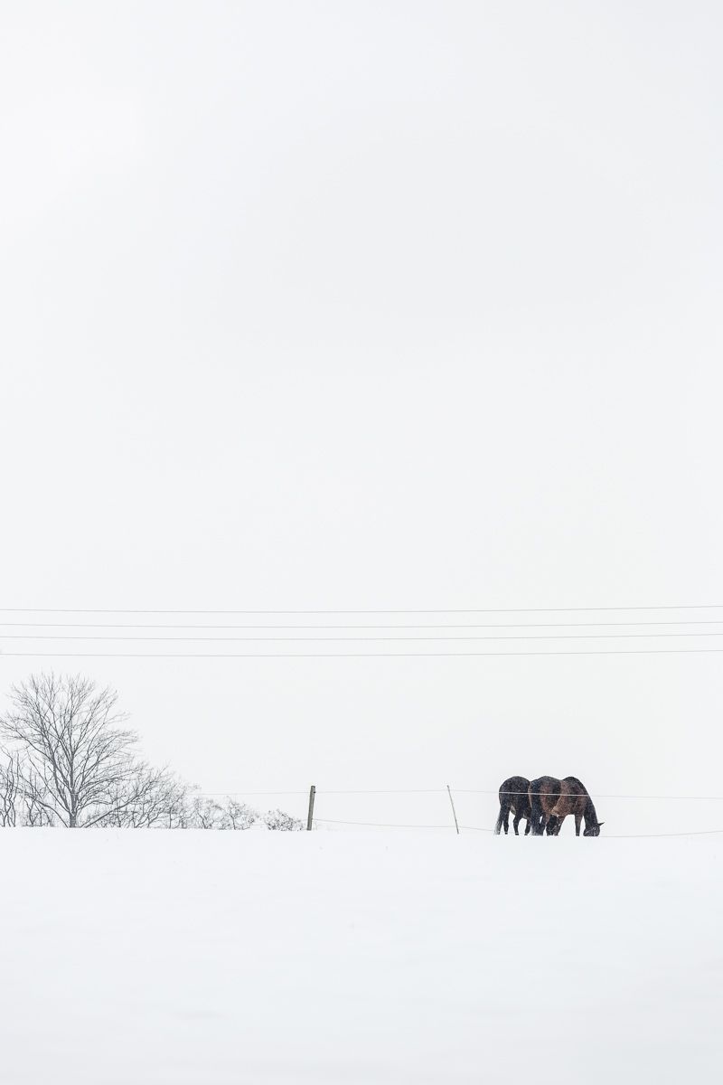 Pferd, Schneefeld, Minimalistisch, Weite, Nebel, HD, Hintergrundbild fürs Handy