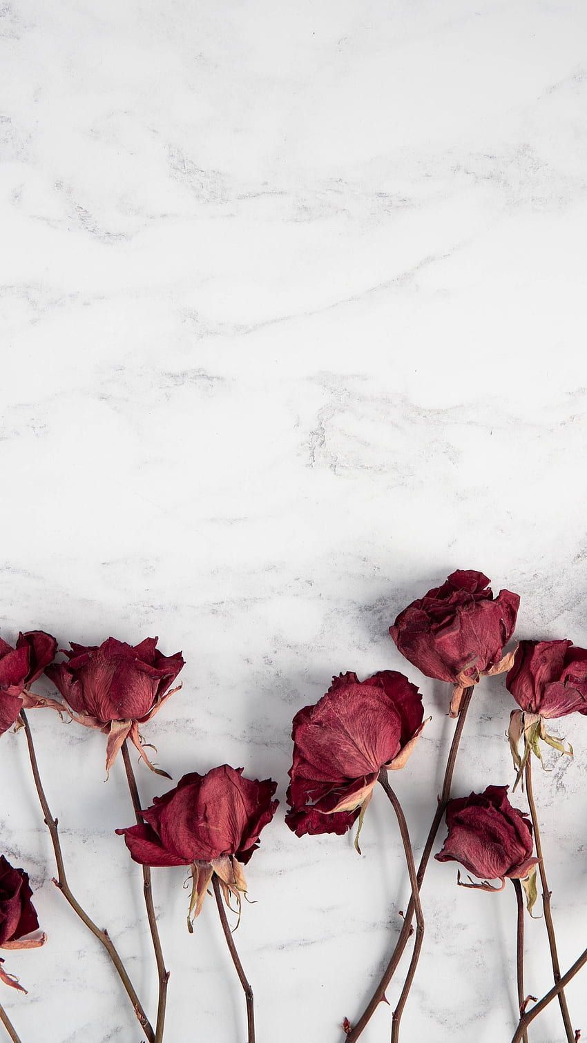 Rote Rosen, Getrocknete Blumen, Marmor, Weißer Hintergrund, iPhone-18-Pro-Max-Wallpaper