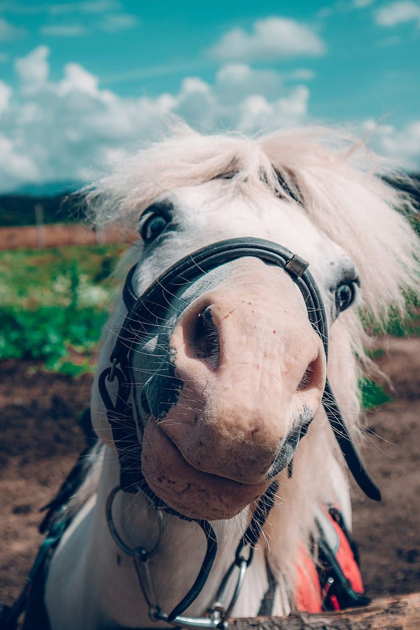 Shetlandpony, Halfter, Nahaufnahme, Blauer Himmel, HD, Hintergrundbild fürs Handy