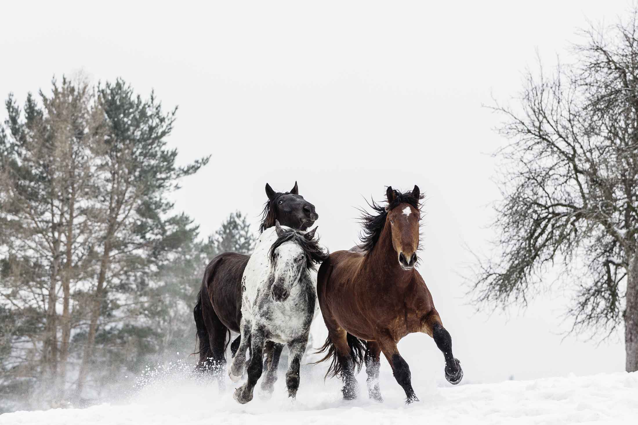 Schecke, Brauner, Galopp, Schnee, Bäume, Full HD, Desktop-Hintergrund für Windows