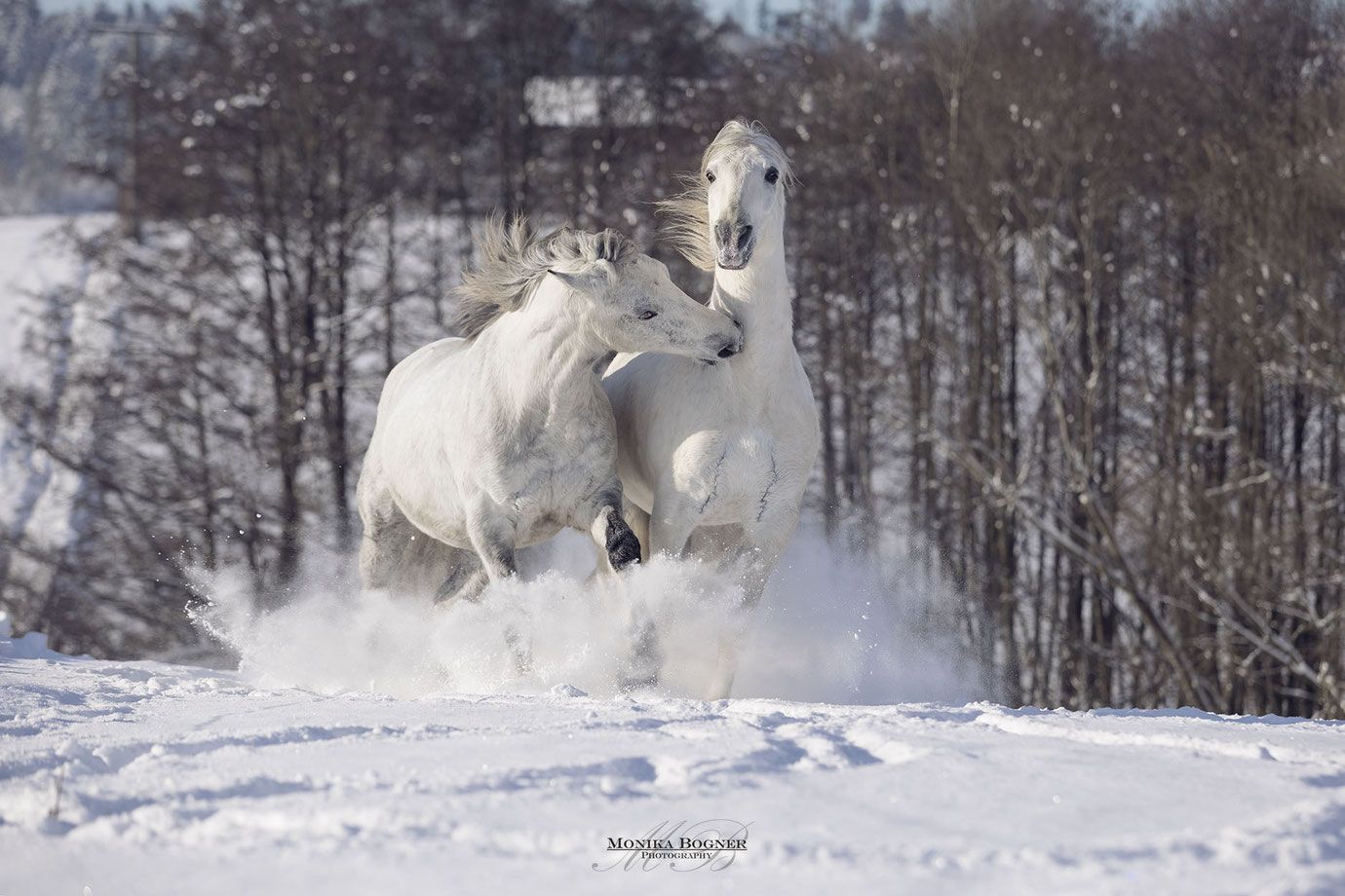 Schimmel, Zwei Pferde, Galopp, Schneegestöber, Winterwald, HD-Hintergrundbild für PC