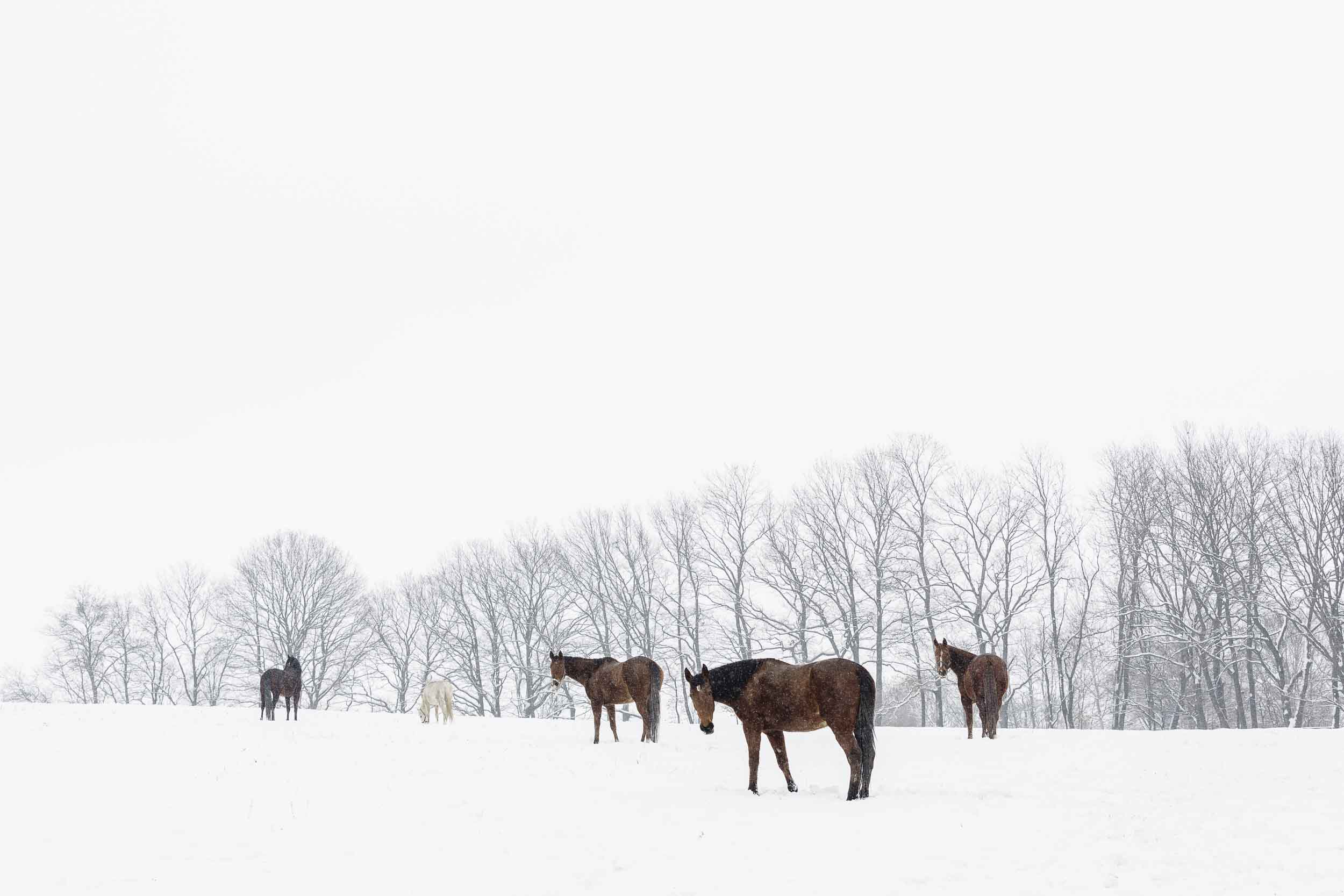 Pferdeherde, Braune, Schneefeld, Kahle Bäume, Winter, Full HD, Desktop-Hintergrund für Windows