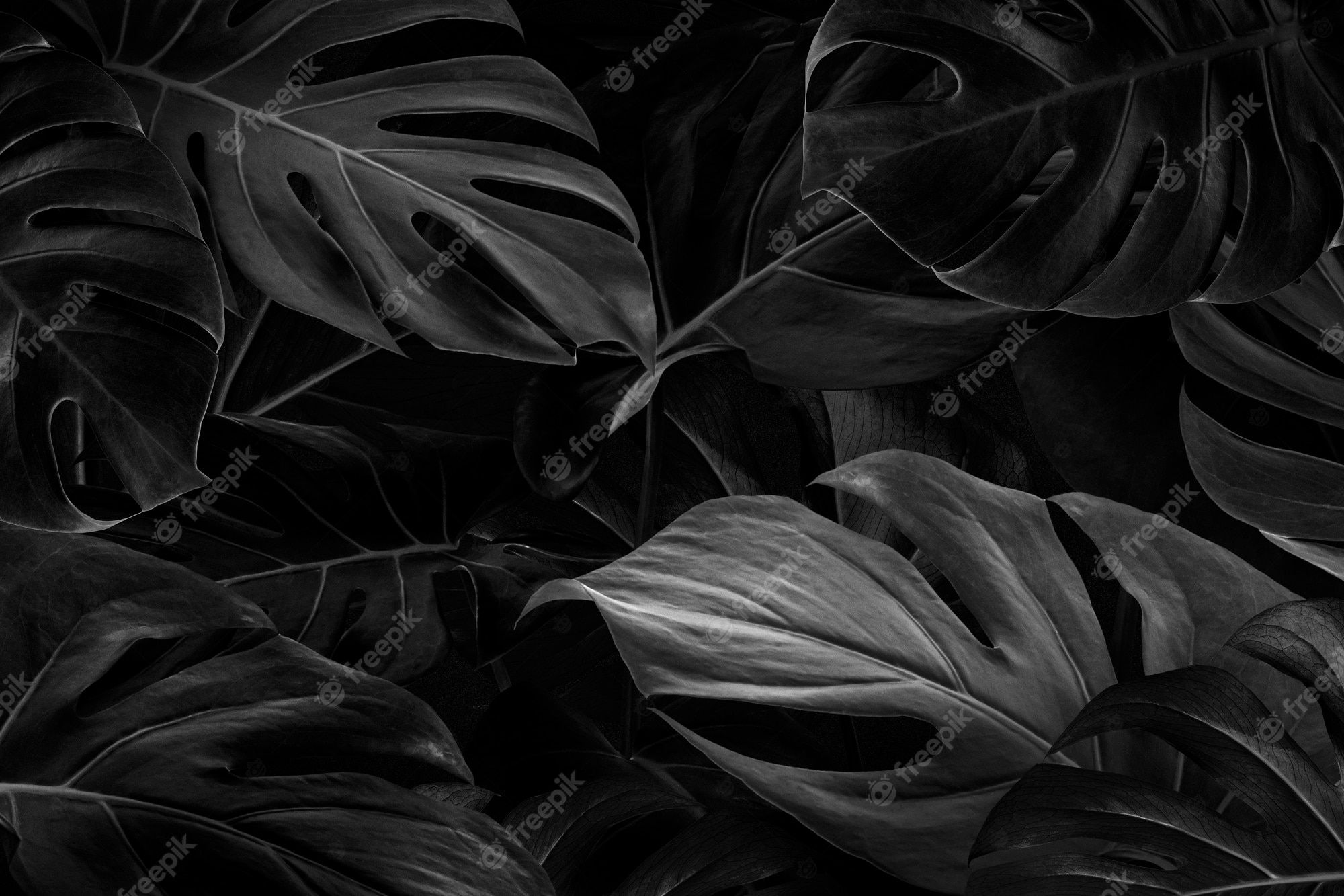 Monstera-Blätter, Blätter, Dunkle Pflanzen, Dschungel, Full HD, Desktop-Hintergrund für Windows