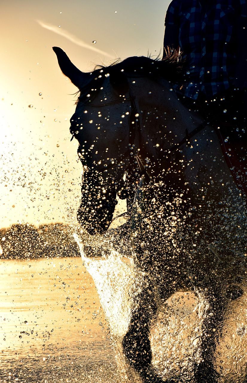 Rappe, Wasserspritzer, Gegenlicht, Sonnenuntergang, Bewegung, Sperrbildschirm fürs iPhone