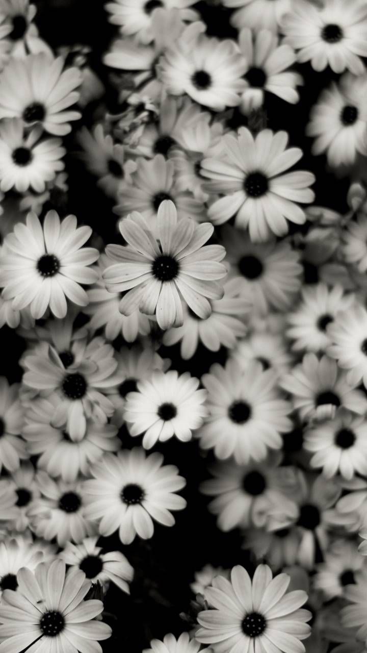 Gänseblümchen, Margeriten, Blütenmeer, Schwarz-Weiß, Muster, Android-Hintergrundbild