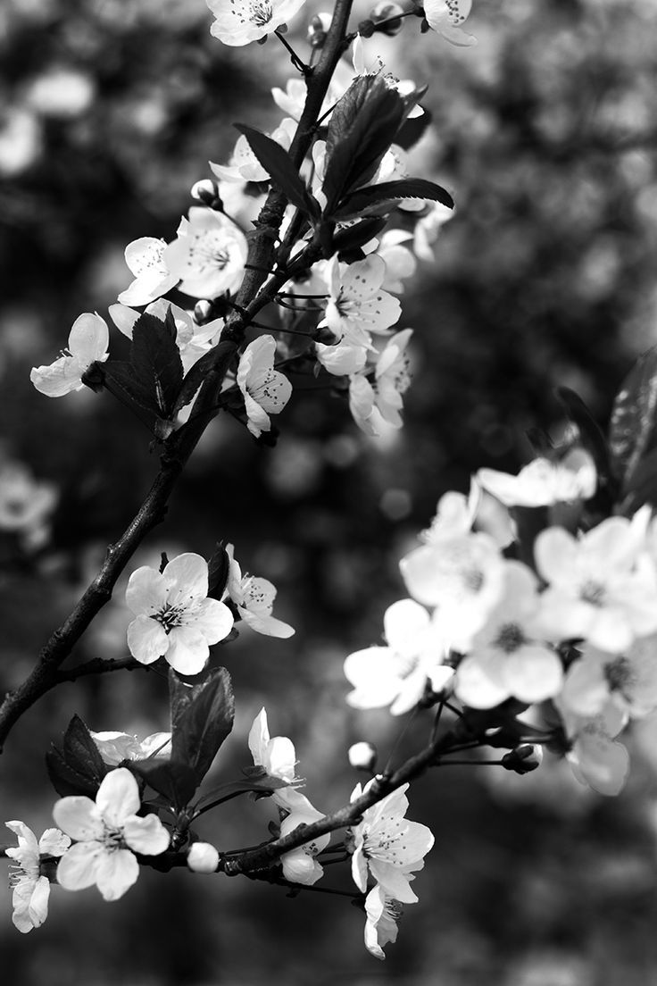 Kirschblüten, Zweig, Monochrom, Kontrast, Frühling, Hochformat, Hintergrundbild fürs Smartphone
