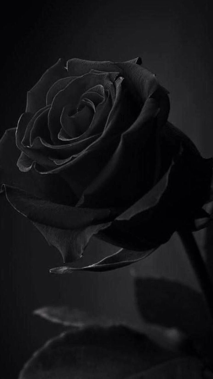 Schwarze Rose, Nahaufnahme, Dunkel, Monochrom, Blüte, HD, Hintergrundbild fürs Handy