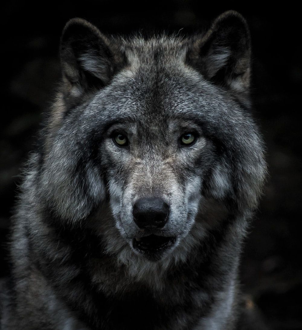 Wolf, Porträt, Wildtier, Dunkler Hintergrund, Wallpaper