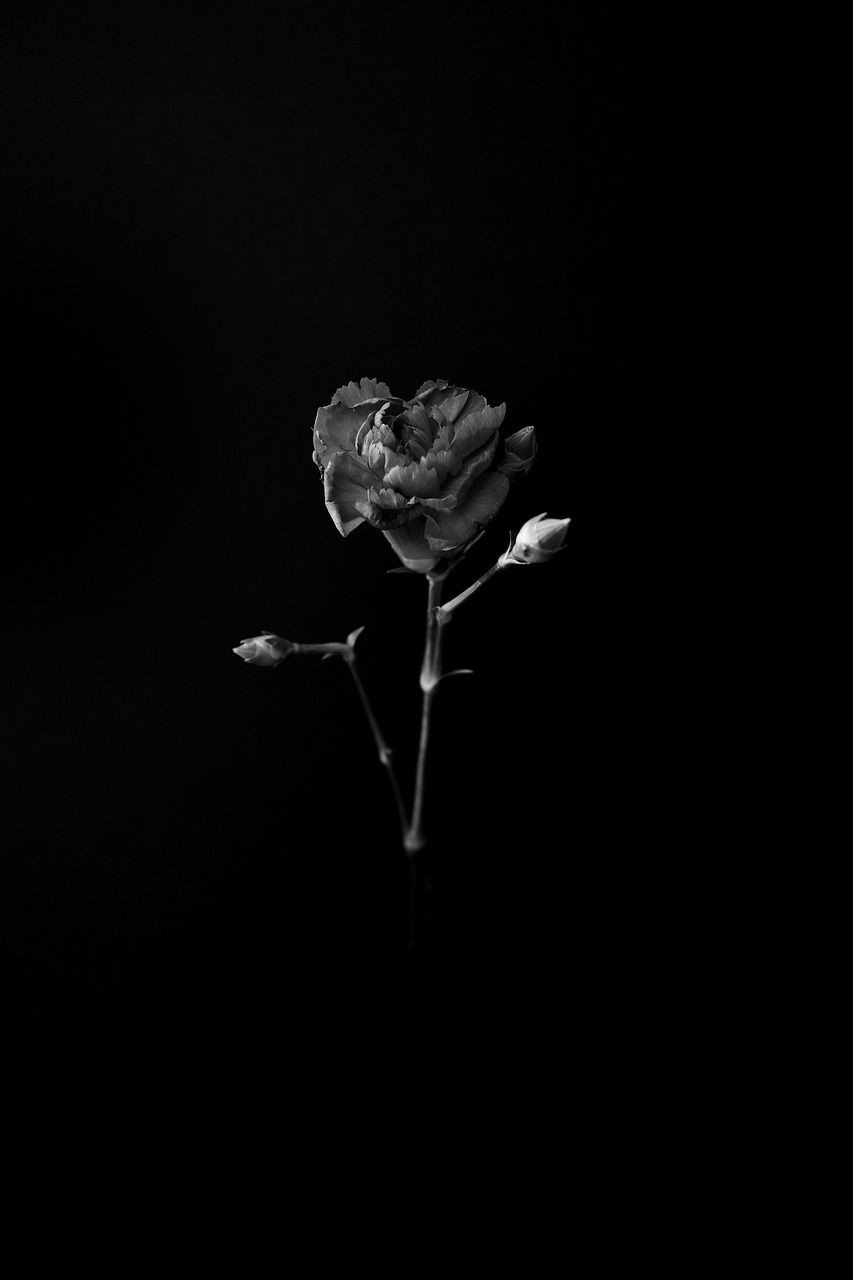 Nelke, Schwarzer Hintergrund, Monochrom, Minimalistisch, Einzelne Blüte, Sperrbildschirm fürs iPhone