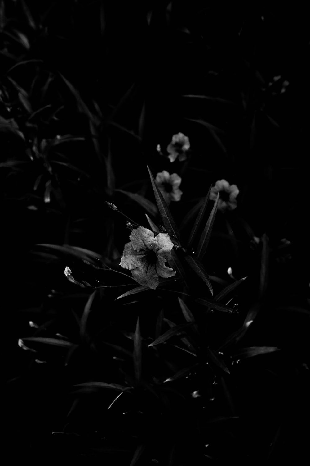 Blüten, Dunkle Blätter, Nacht, Dunkle Stimmung, Garten, HD, Handy-Hintergrund im Hochformat