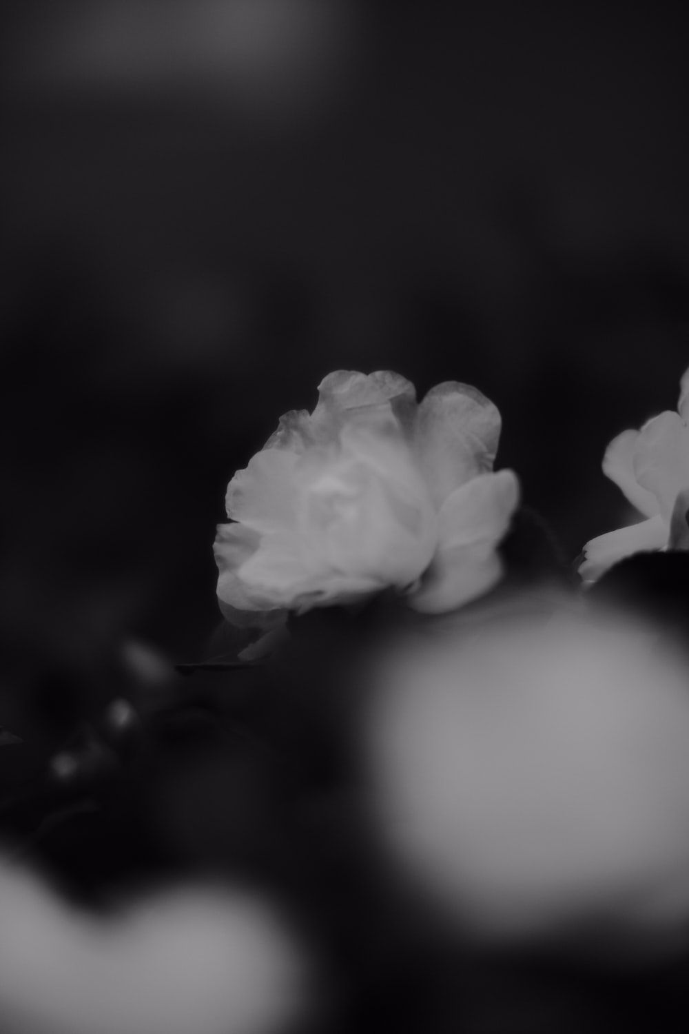 Rose, Unscharf, Monochrom, Dunkle Stimmung, Bokeh, HD, Handy-Hintergrund im Hochformat