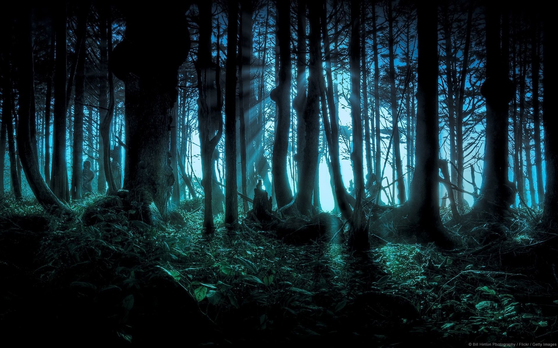 Dunkler Wald, Bäume, Türkises Licht, Mystisch, Nebel, 16:10, Full-HD-Hintergrundbild für den Desktop