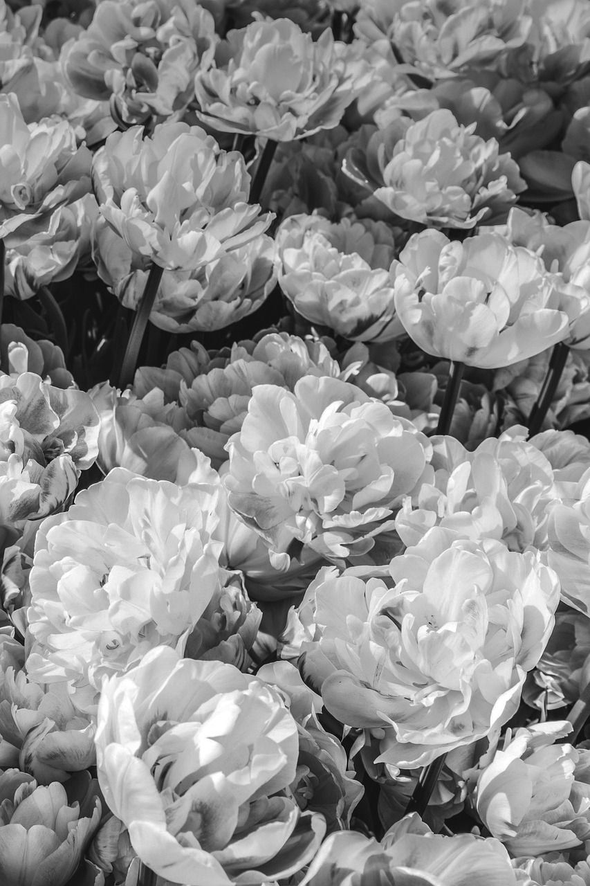Tulpen, Gefüllte Tulpen, Graustufen, Blütenmeer, Schwarz-Weiß, HD, Handy-Hintergrund