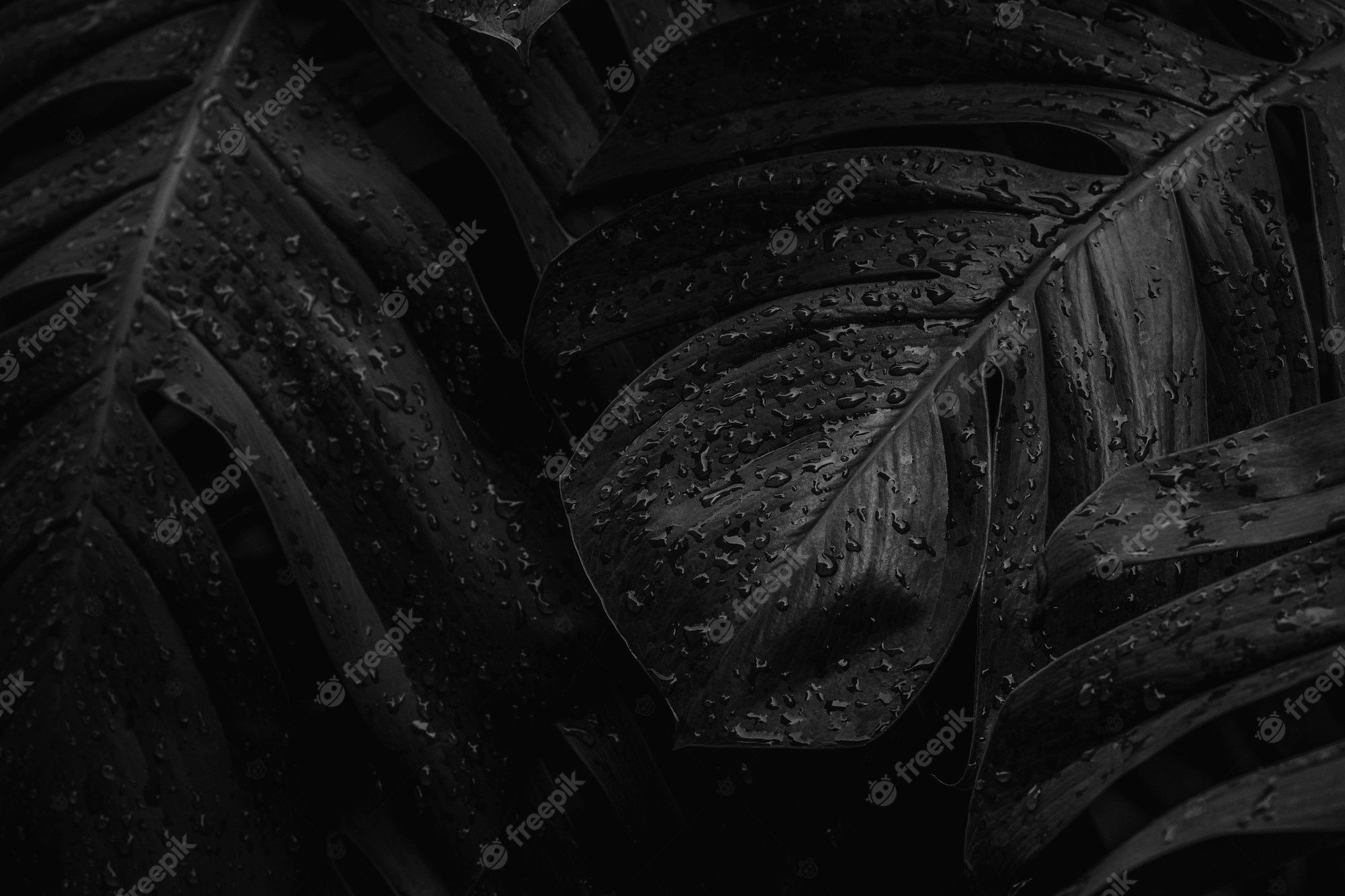 Monstera, Blätter, Wassertropfen, Schwarz, Dunkle Stimmung, Full HD, Windows-Hintergrundbild