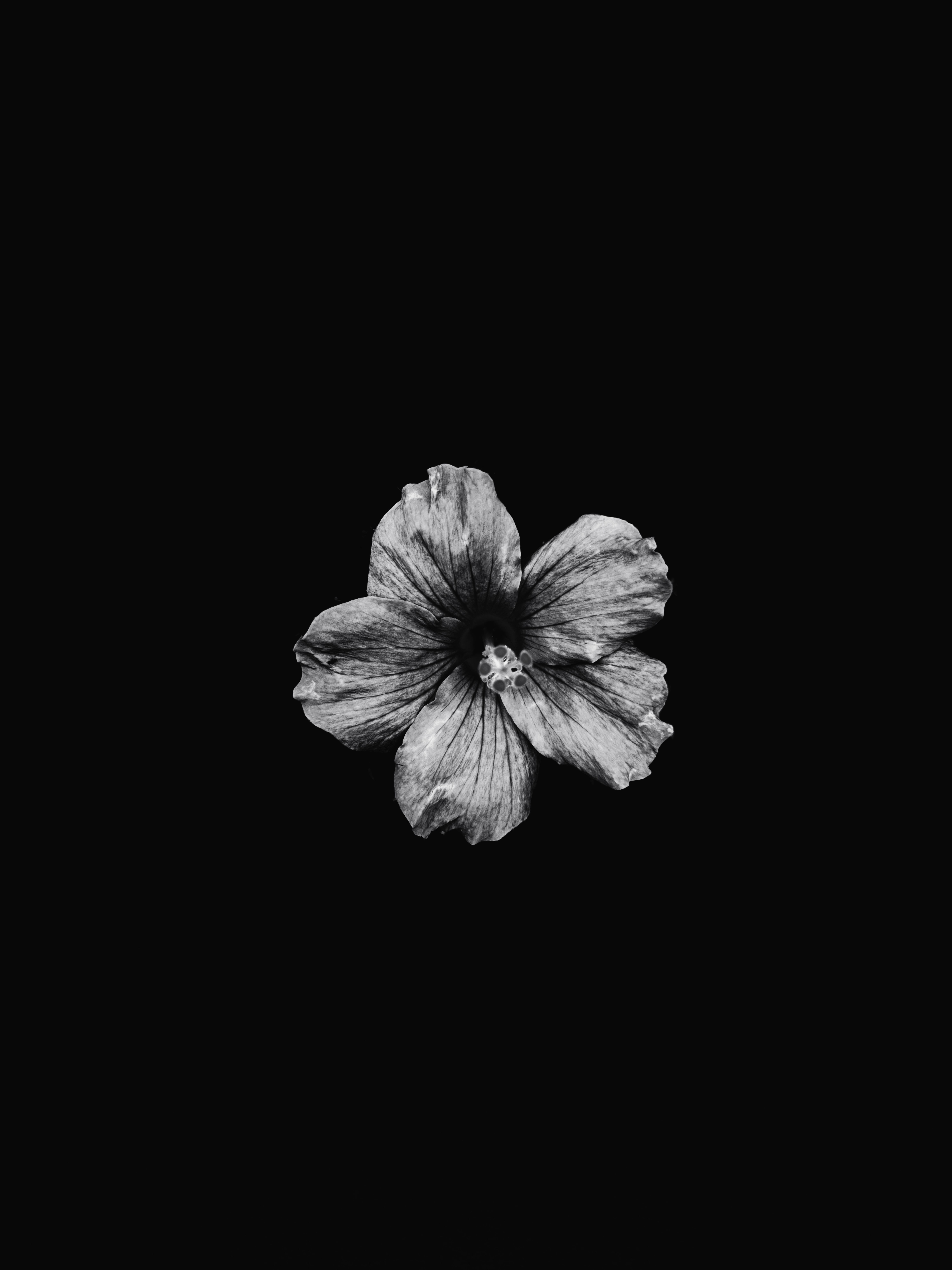 Hibiskus, Schwarzer Hintergrund, Einzelne Blüte, Monochrom, Minimalistisch, QHD+ Wallpaper