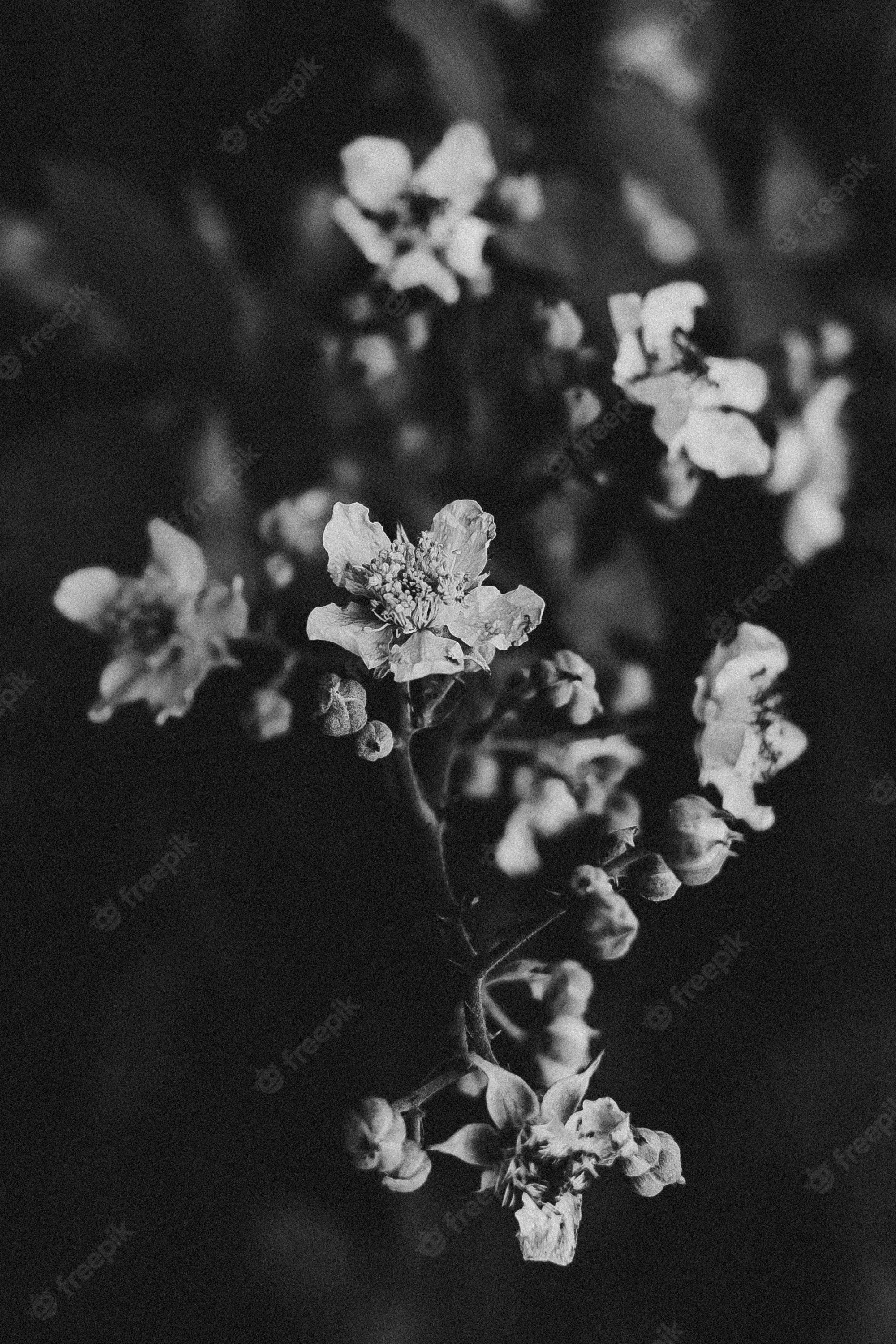 Blüten, Zweig, Monochrom, Dunkler Hintergrund, Kontrast, Sperrbildschirm fürs iPhone