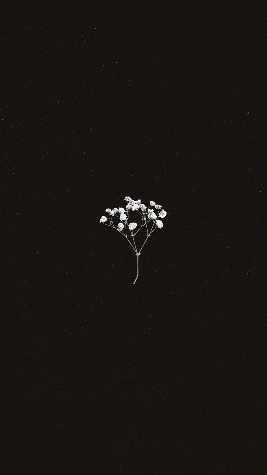Schleierkraut, Schwarzer Hintergrund, Minimalismus, Zarte Blüten, Dunkel, Sperrbildschirm fürs iPhone