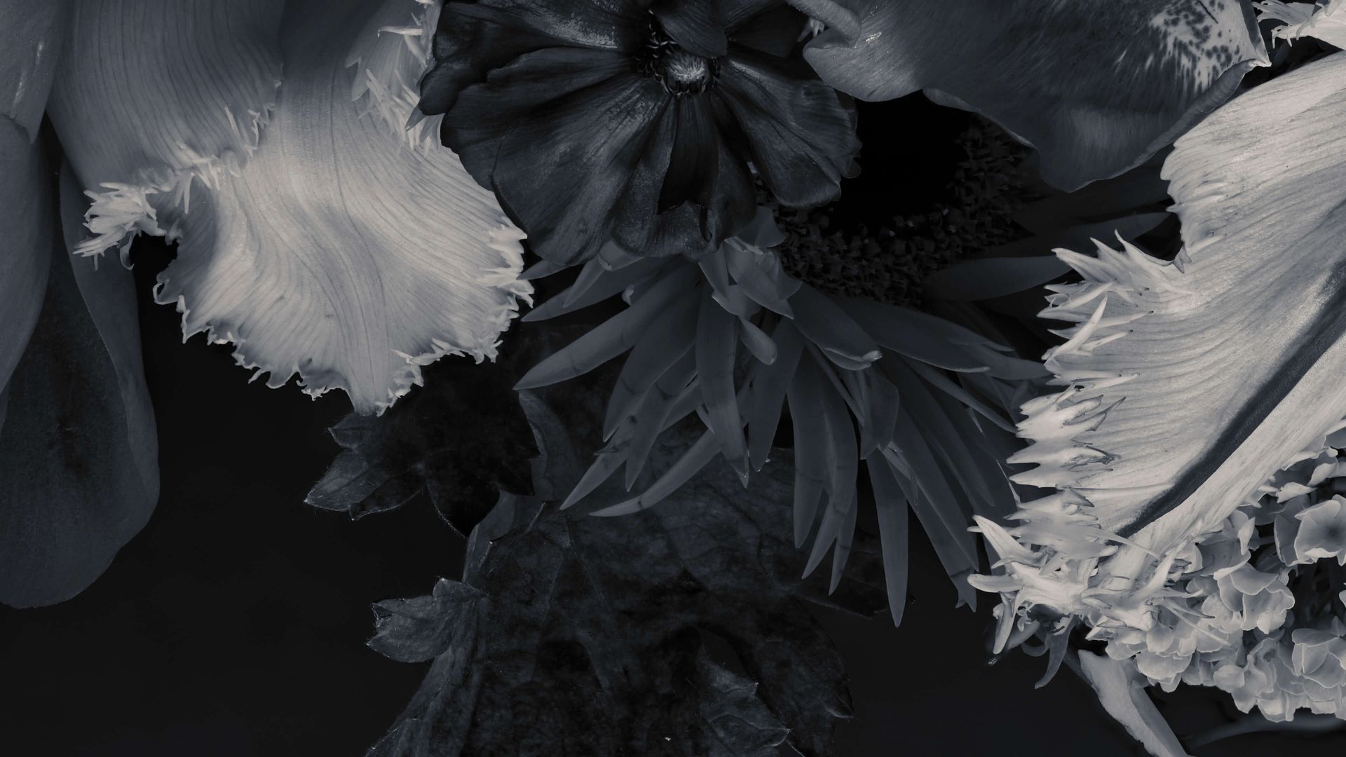 Tulpen, Papageientulpen, Blumenstrauß, Dunkle Stimmung, Monochrom, Full HD, Desktop-Hintergrund