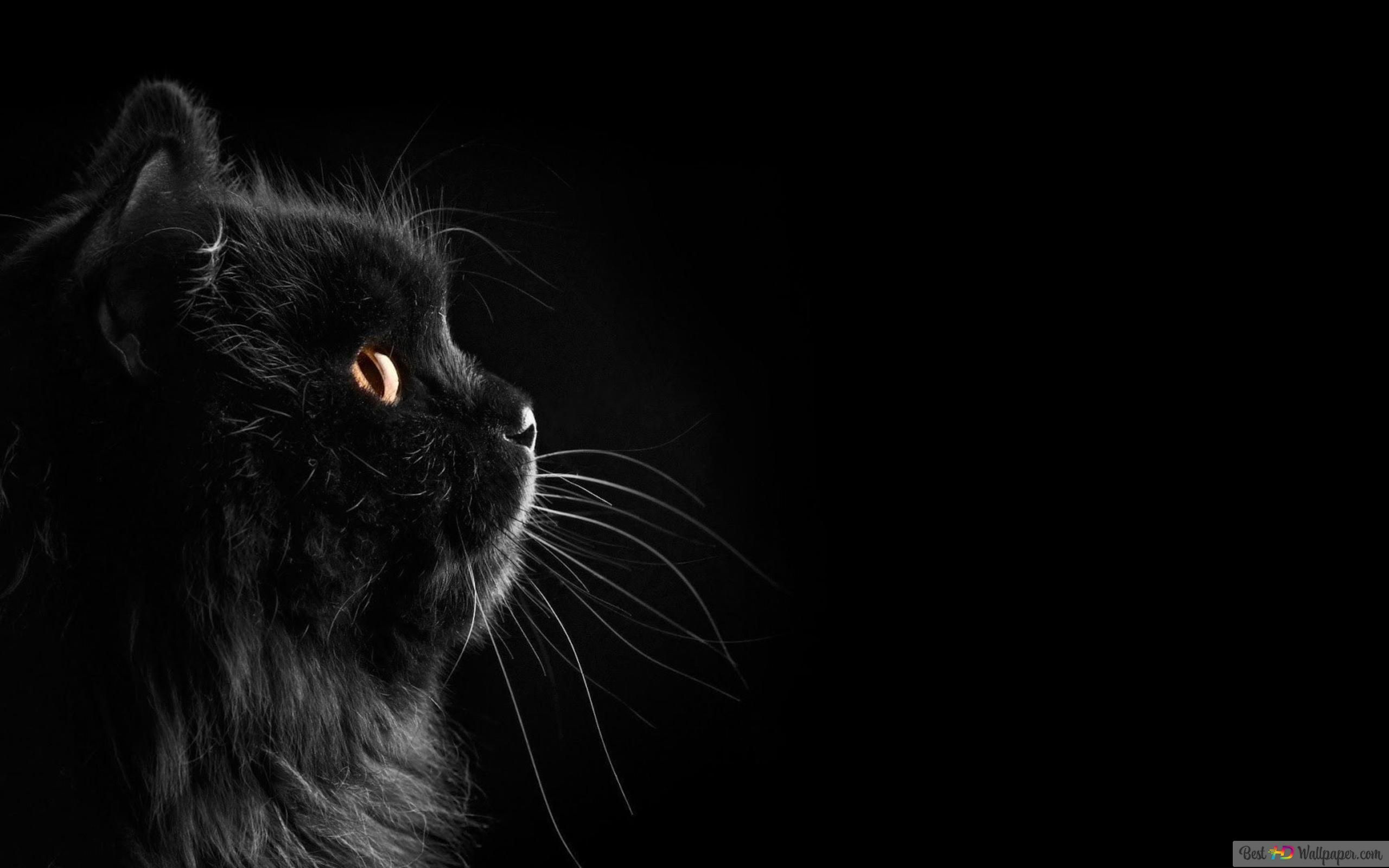 Schwarze Katze, Profil, Orange Augen, Langhaarkatze, Dunkel, 2K, Windows-Hintergrundbild