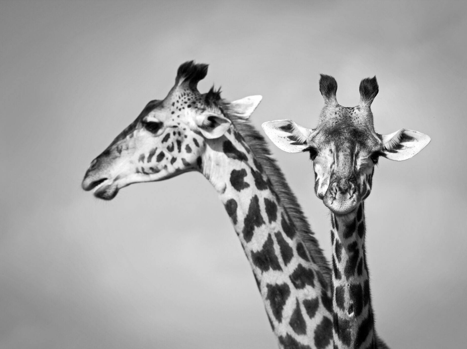 Giraffen, Tierpaar, Schwarz-weiß, Wildtiere, HD, iPad-Hintergrundbild