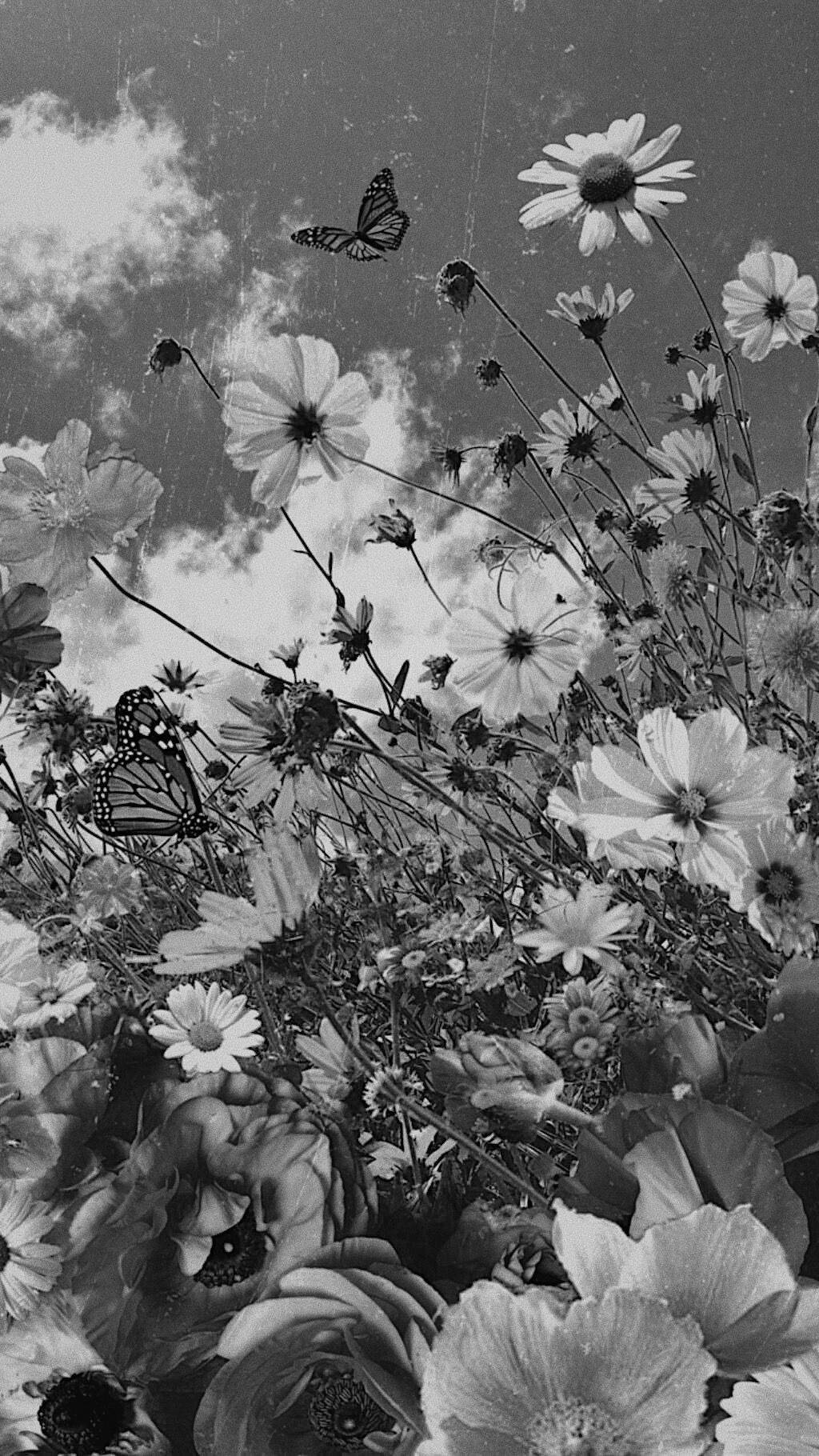 Blumen, Gänseblümchen, Schmetterlinge, Schwarz-Weiß, Wiese, HD, Handy-Hintergrundbild