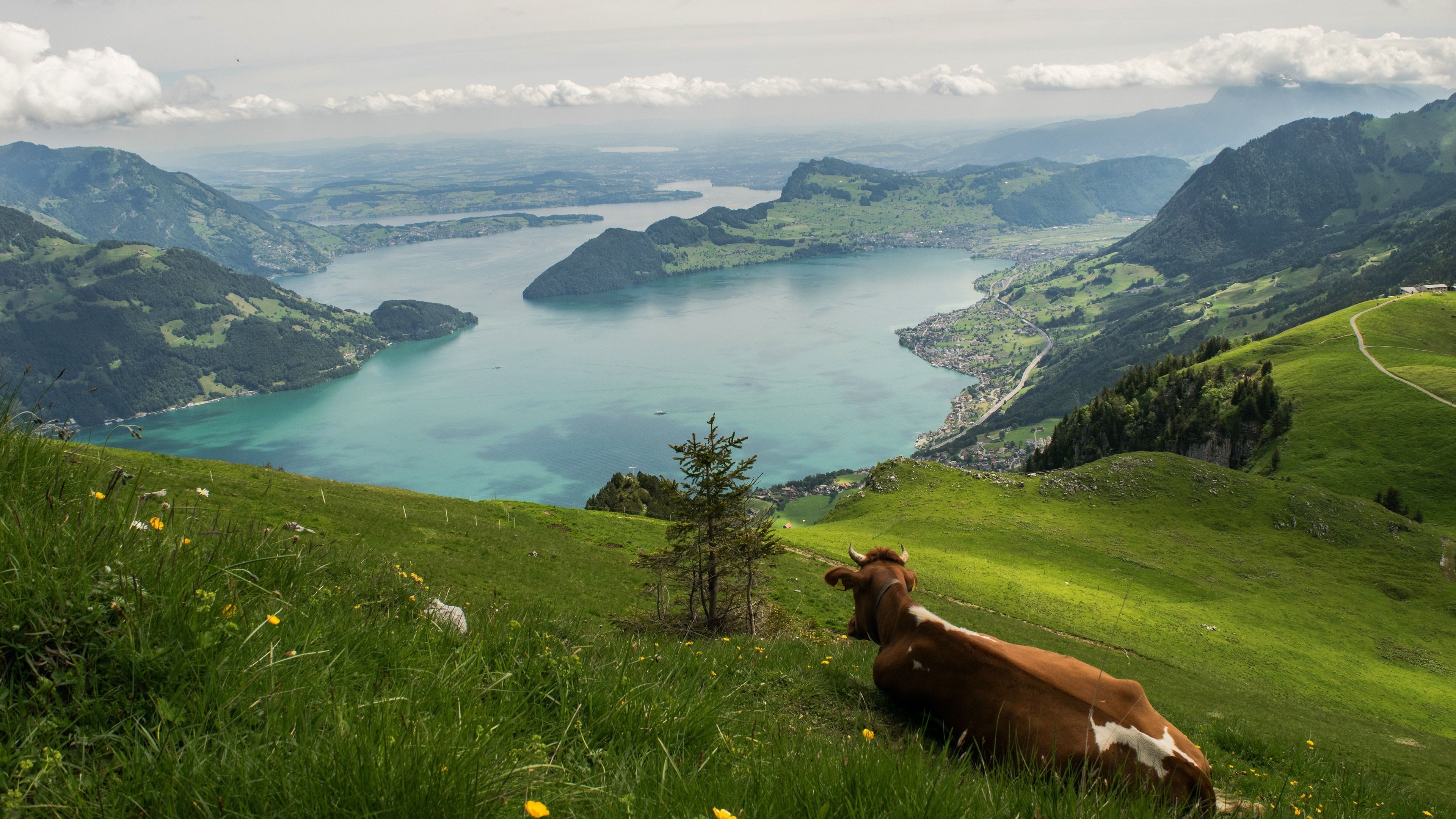 Vierwaldstättersee, Kuh, Alm, Schweiz, Bergpanorama, 3840x2160, 4K-Hintergrundbild für PC