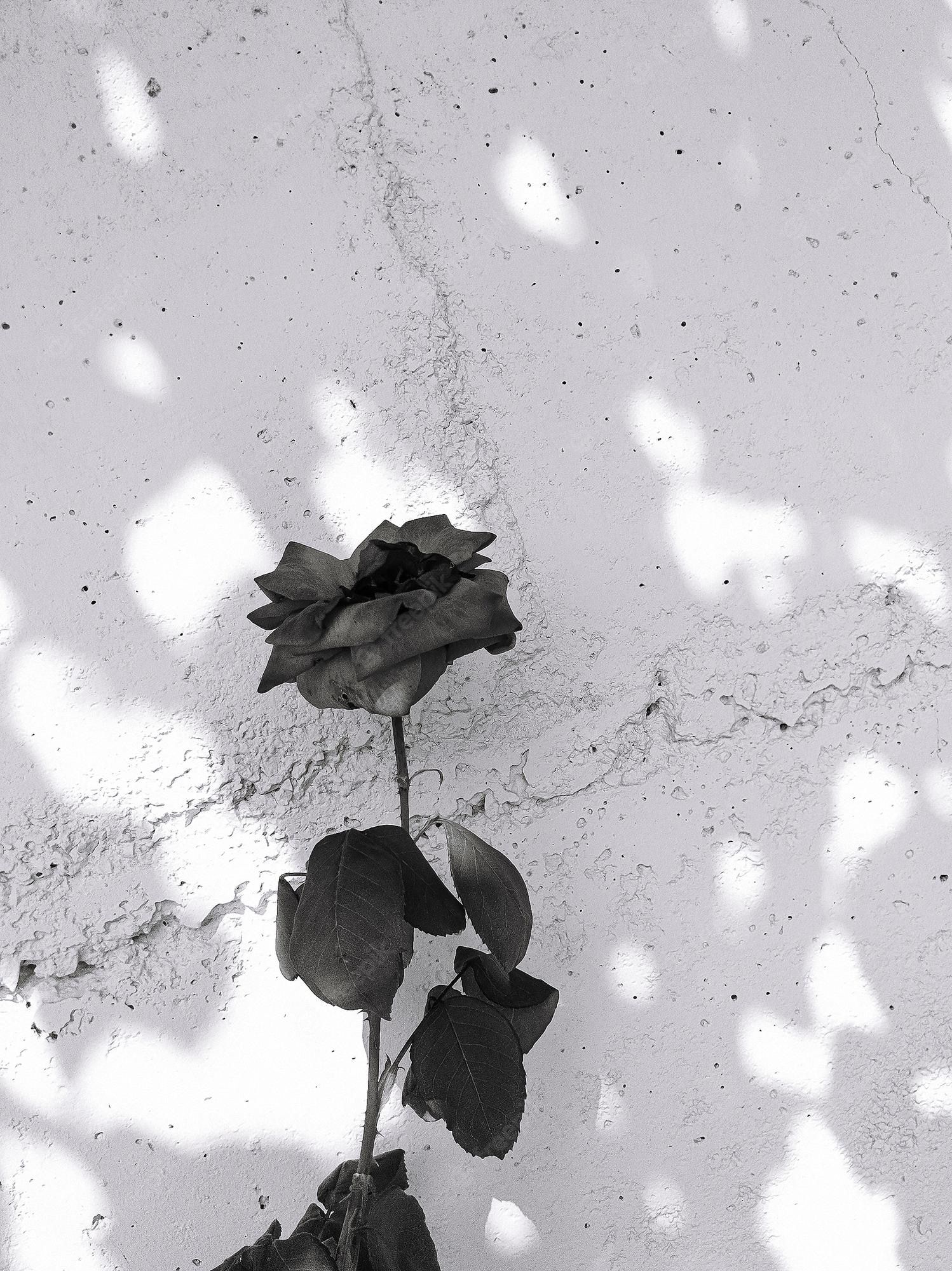 Rose, Schatten, Weiße Wand, Hellgrau, Minimalistisch, QHD+, Hintergrundbild fürs Tablet