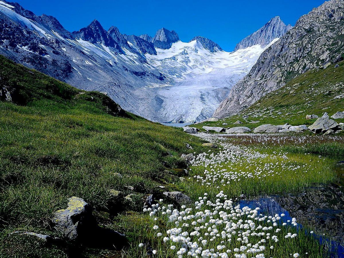 Gletscher, Wollgras, Bergtal, Alpen, Sommer, Hintergrundbild für iPad und Tablet